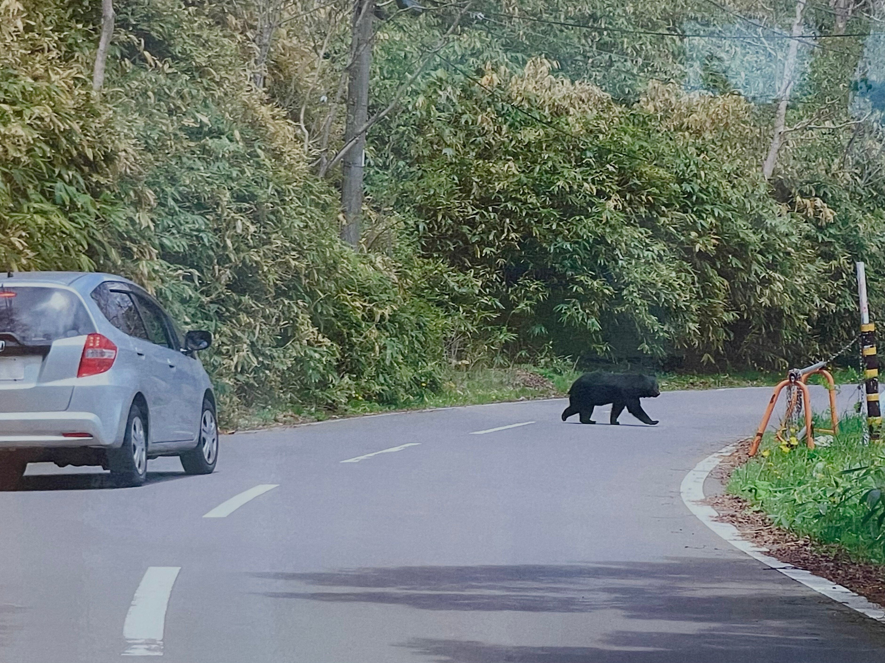 嬬恋村には熊がいます。】熊と人間が共存して行くために私たちが