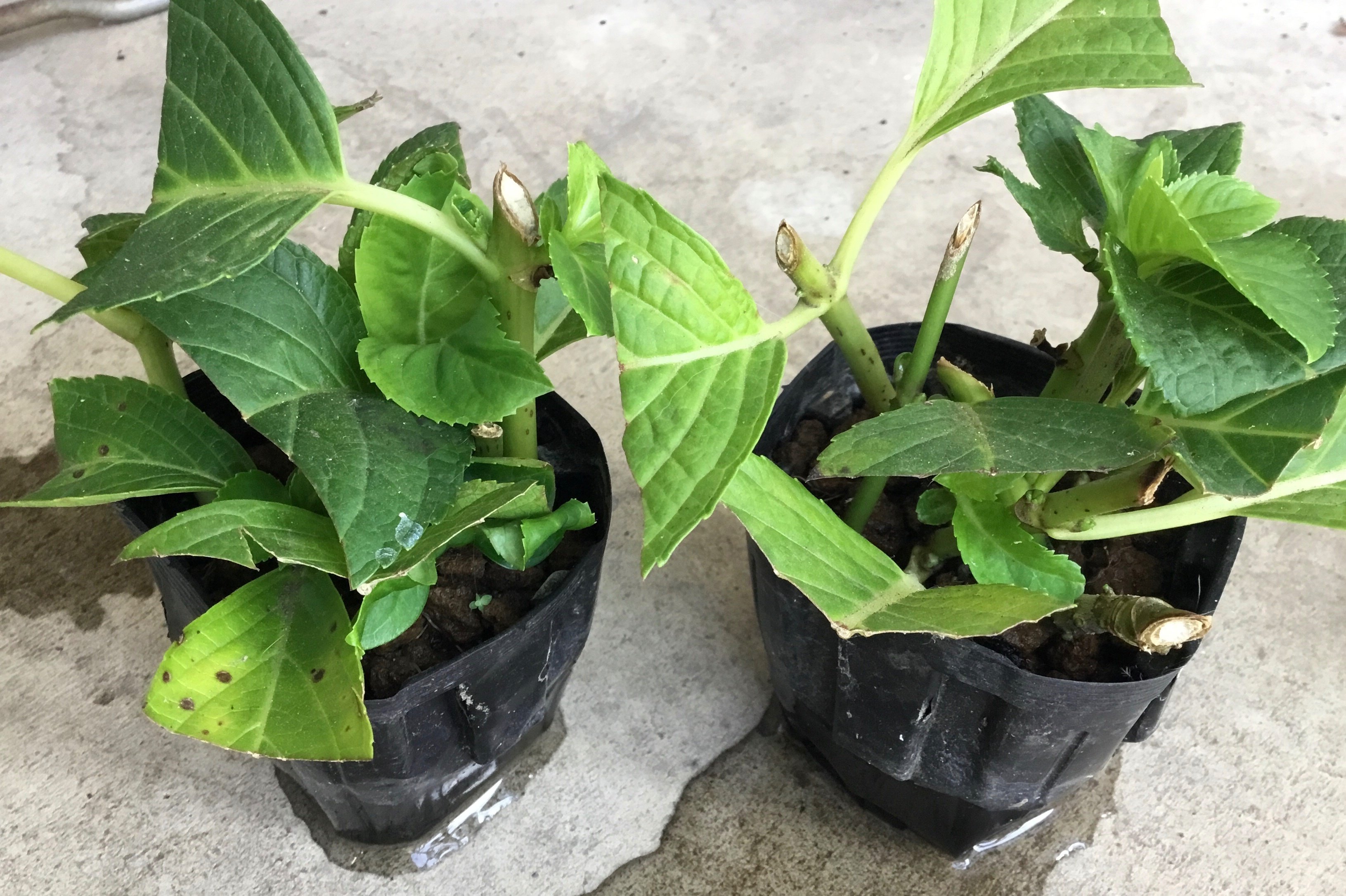 紫陽花の挿し穂 紫陽花の挿し芽｜Chappy