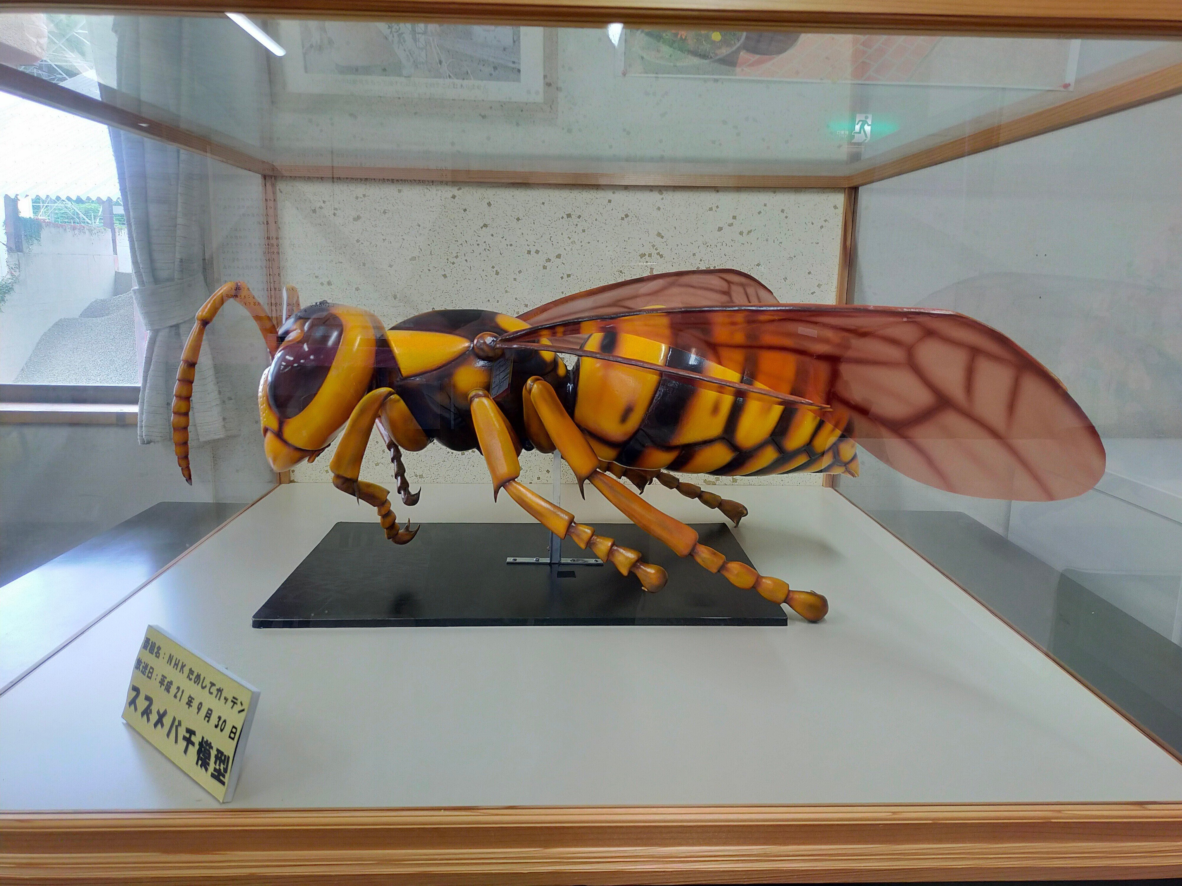 長野2日目・長野駅「幸(ゆき)」滋野「蜂天国」小諸「草笛 小諸本店