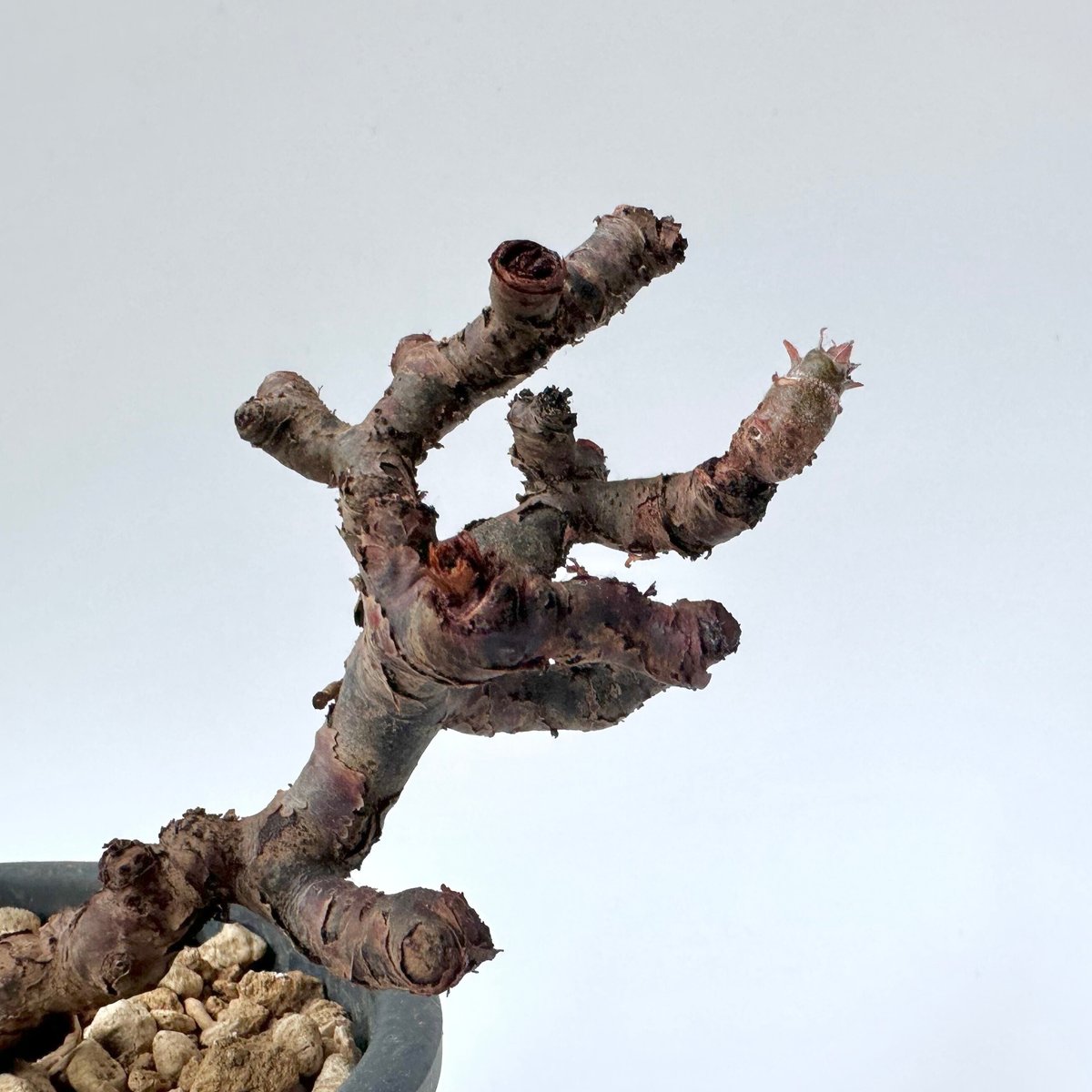 ペラルゴニウム ミラビレ の育て方。｜白昼堂々 