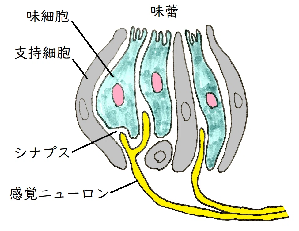 【高校生物】動物生理④「ヒトはどのように刺激を受容するのか？」｜矢口はっぴー