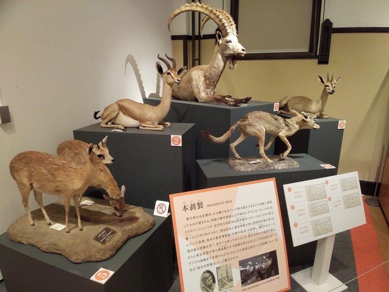 コブラ対マングース 剥製 【公式通販】