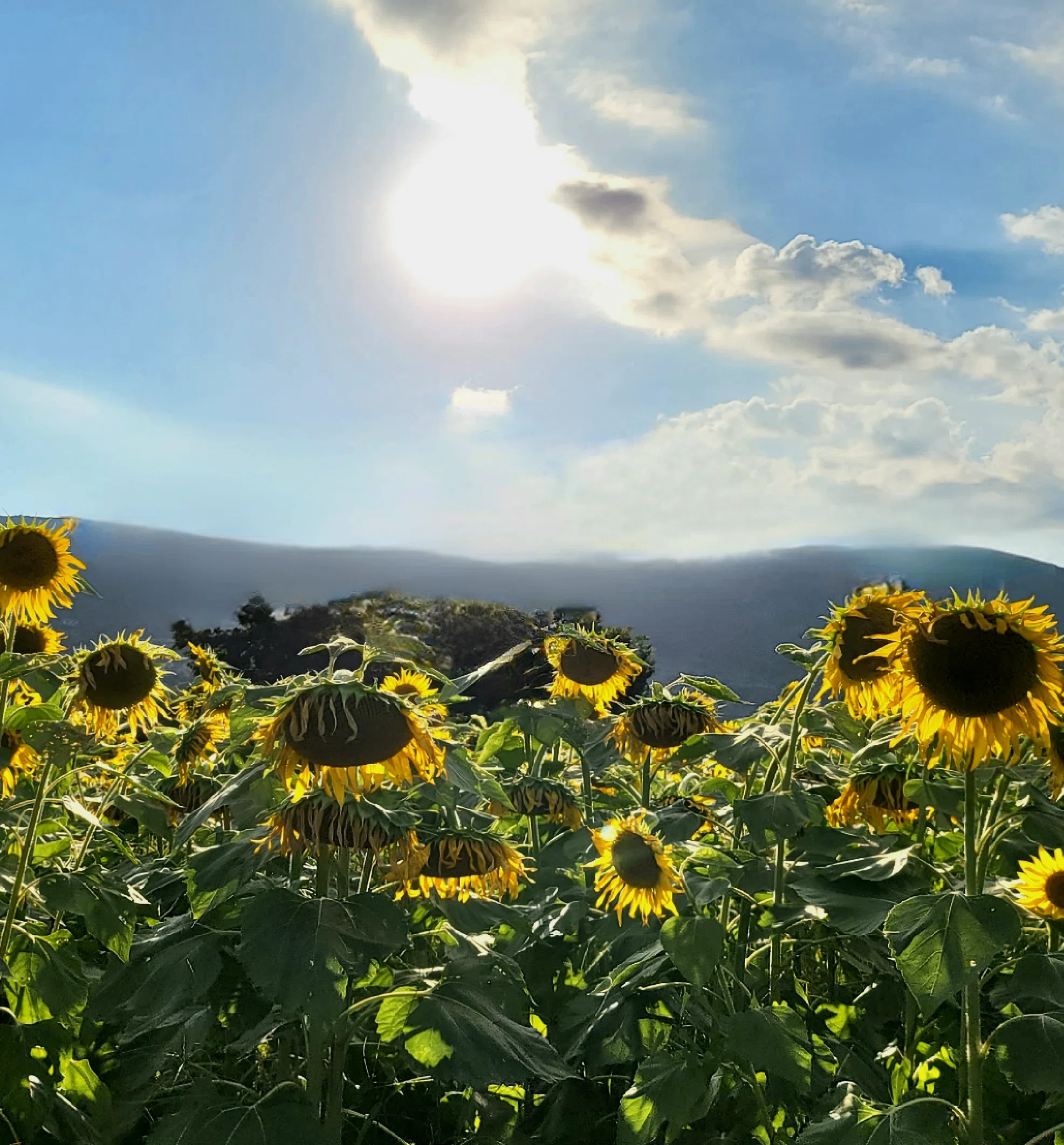 ひまわりが太陽の方を……向いてない！？【あなただけを見つめる】｜aosagi