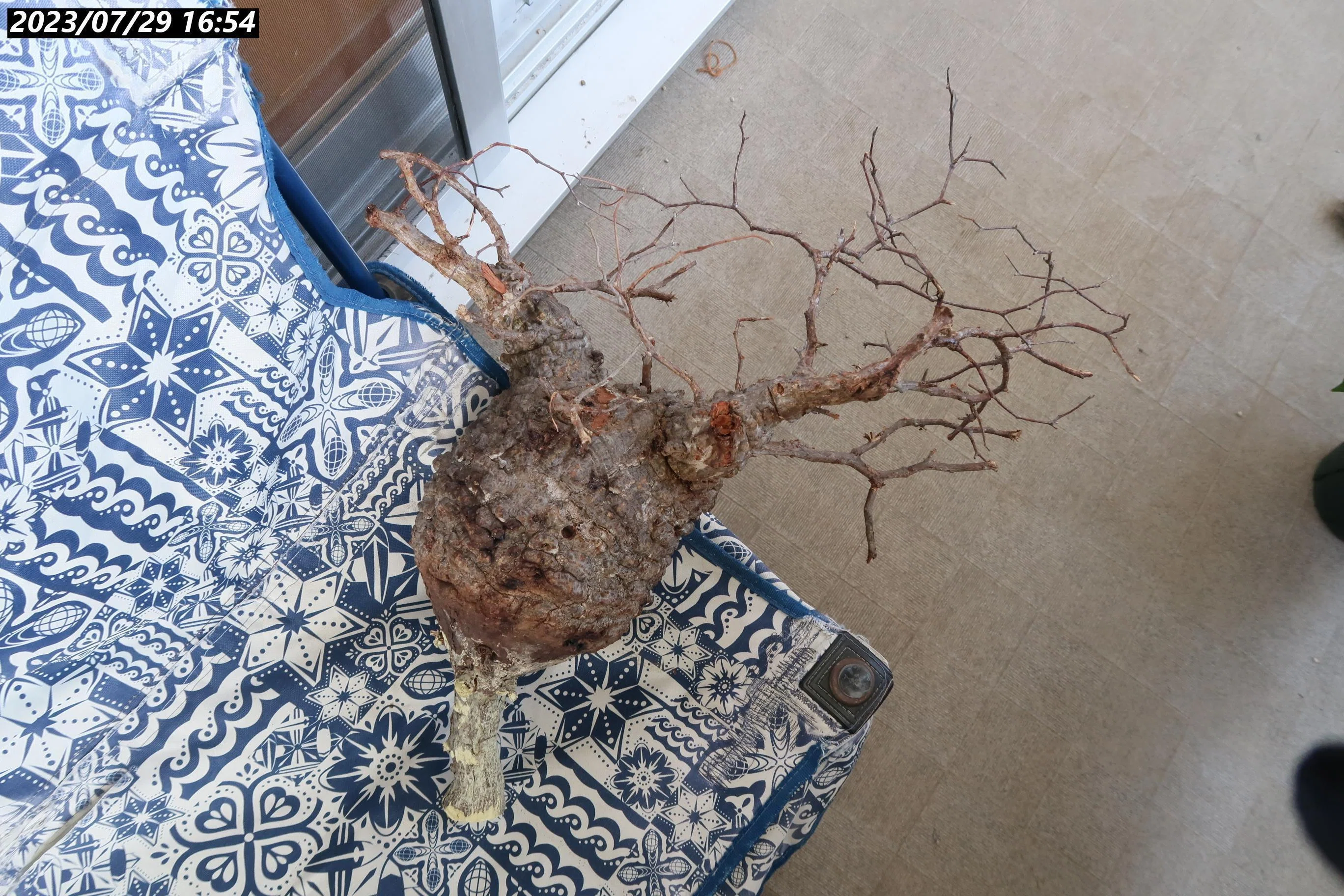 土耕】ヤフオク パキプスの発根管理｜植物星人NobPlants