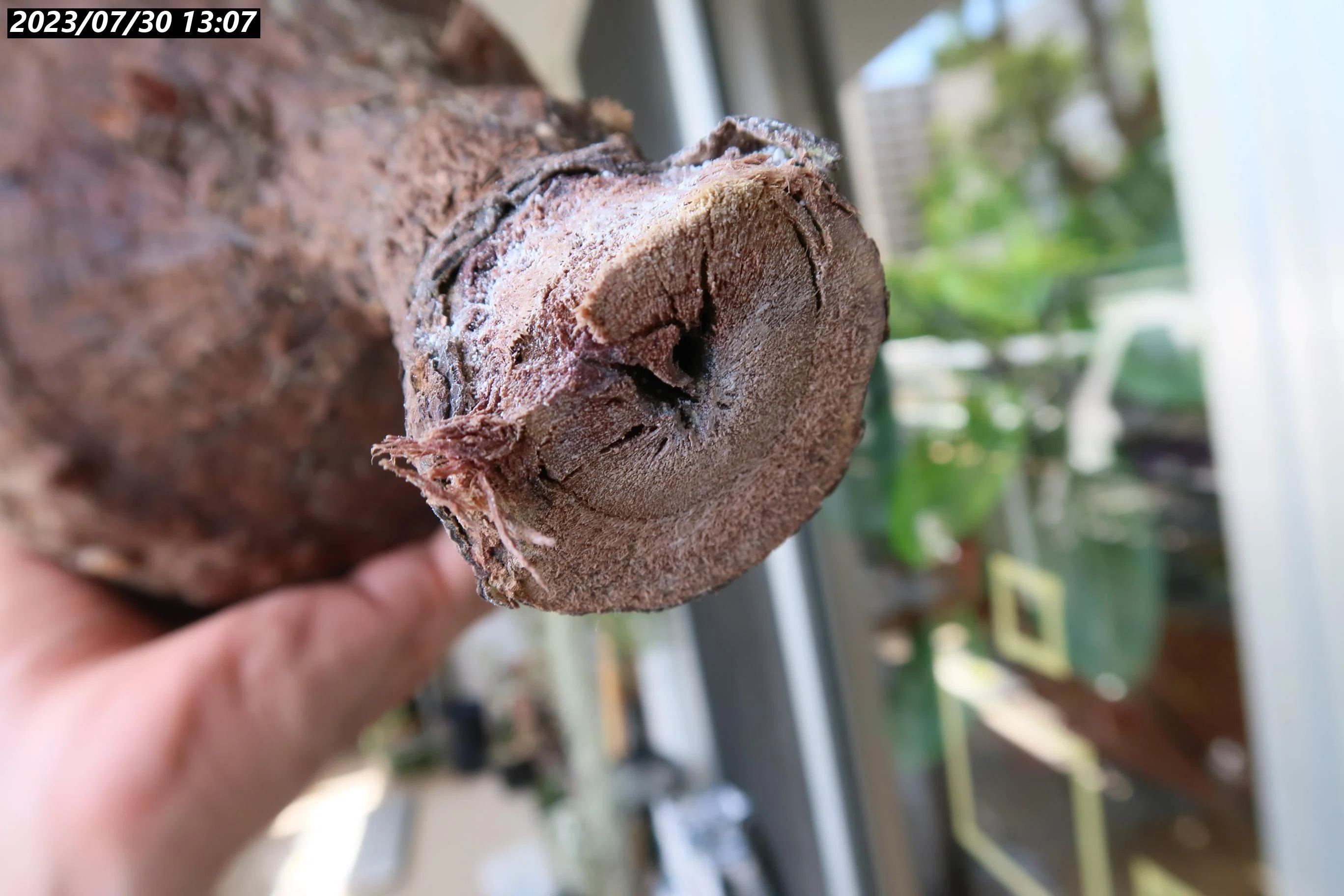 土耕】ヤフオク パキプスの発根管理｜植物星人NobPlants