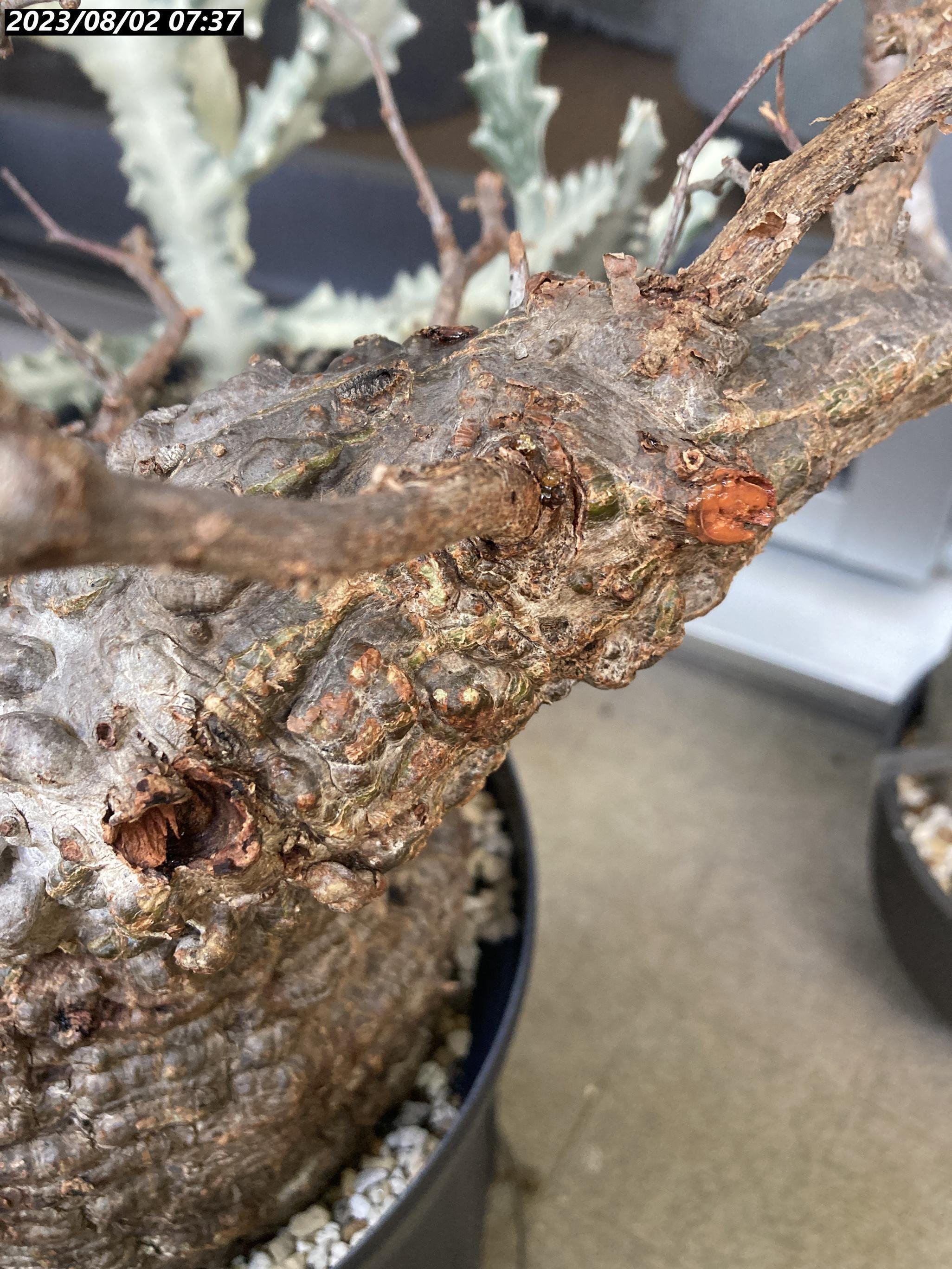 発根管理中【塊根植物・現地株】オペルクリカリア パキプス