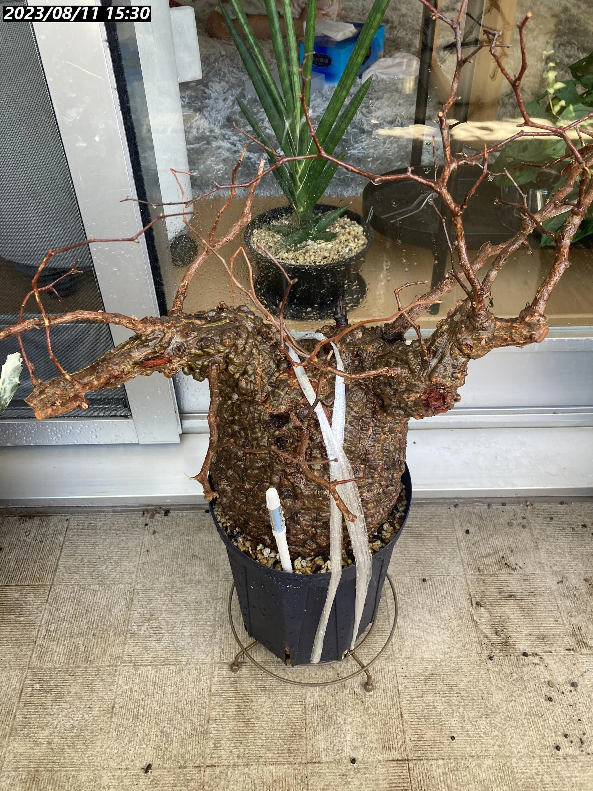 土耕】ヤフオク パキプスの発根管理｜植物星人NobPlants