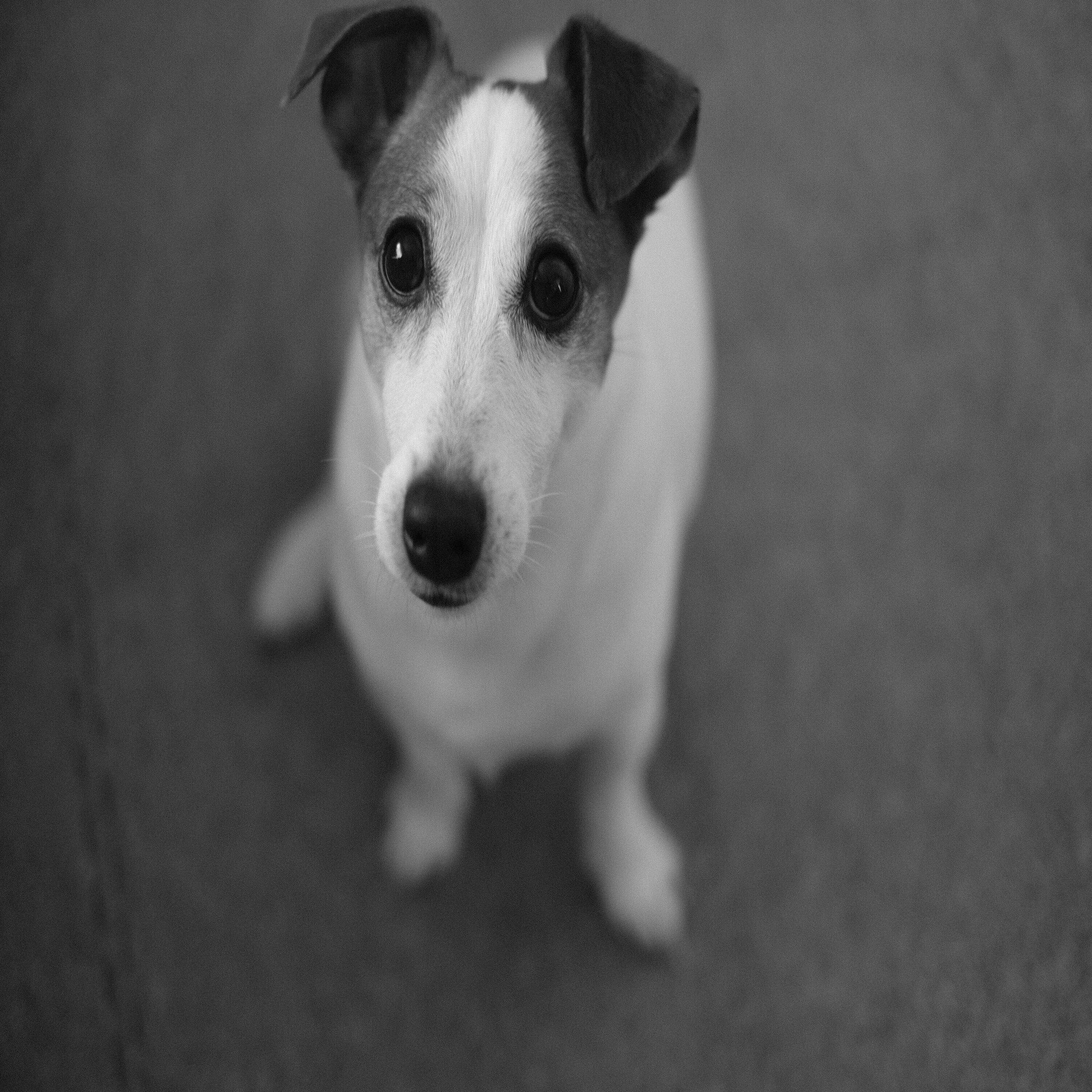 ジャックラッセルてり愛。｜愛と言う生き物写真絵本, image size:2000x1330