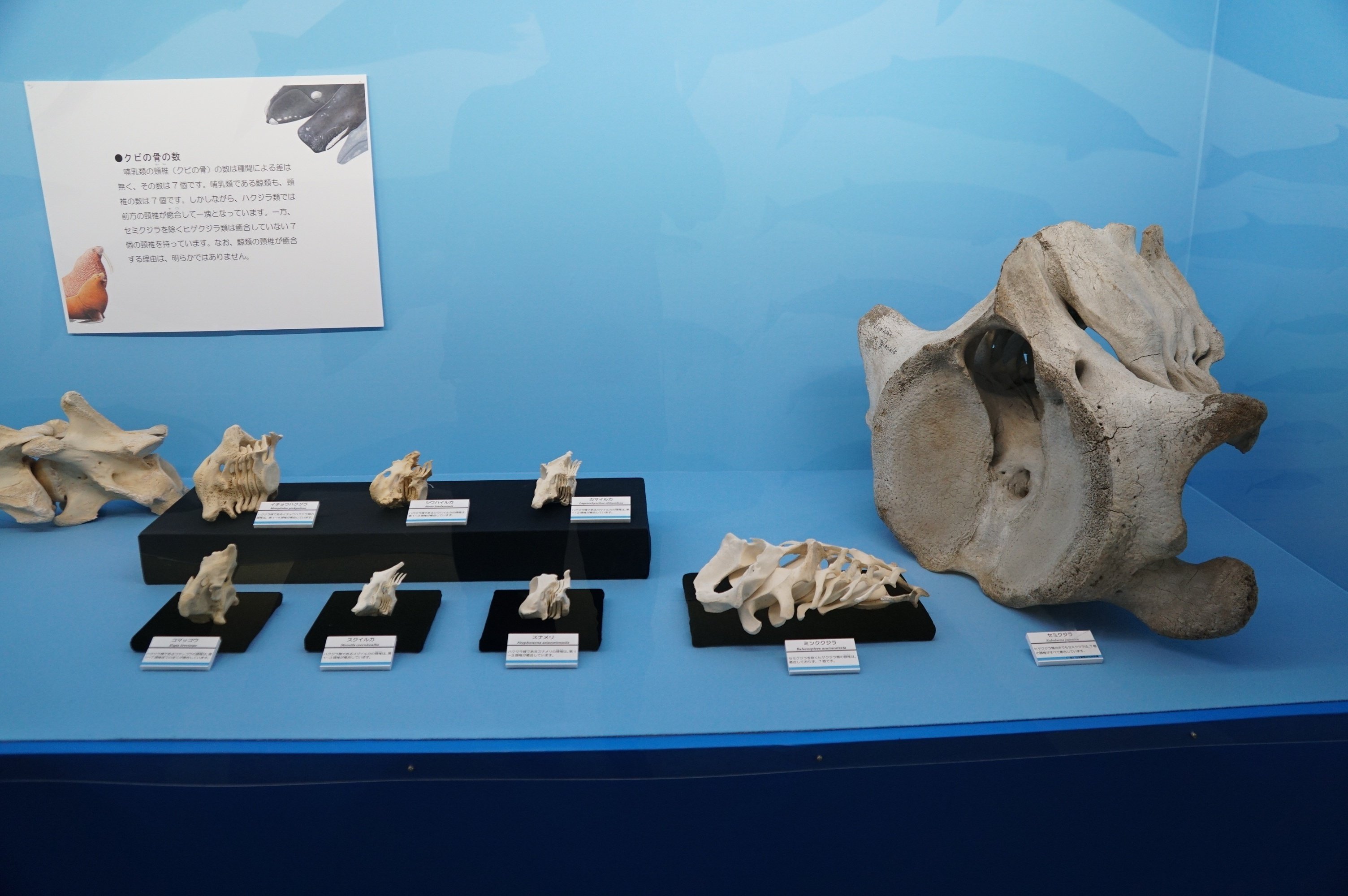 のんほいパーク カイジュウ博2023ですよ｜始祖鳥堂まふ（M.A.F.）