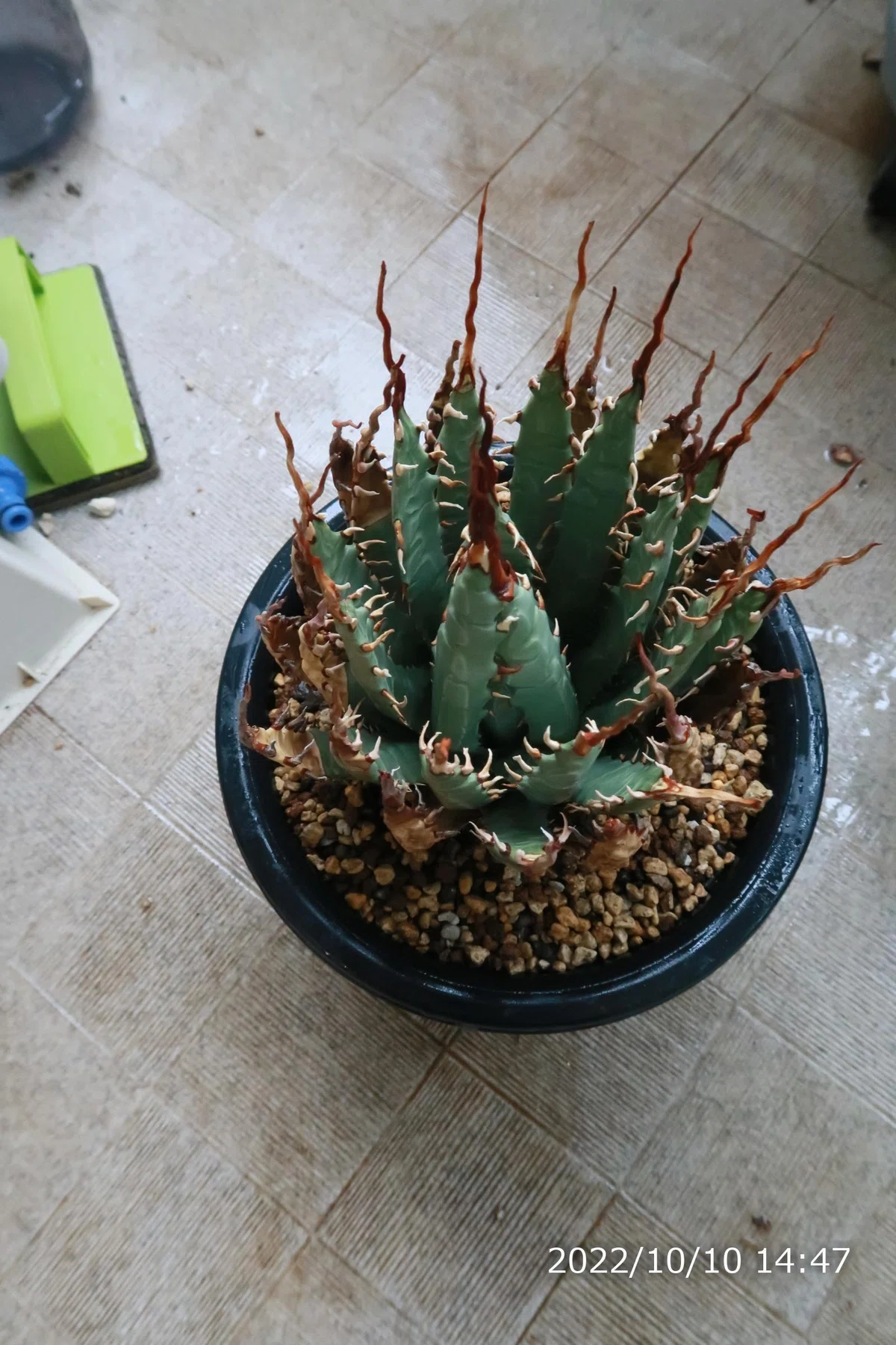 アガベ ユタエンシスエボリスピナの発根管理～成長記録｜植物星人NobPlants