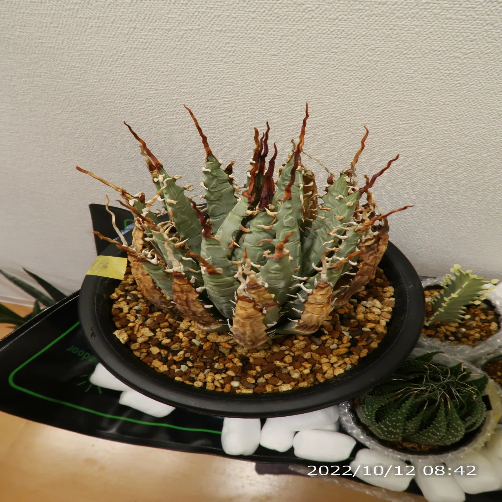 アガベ ユタエンシスエボリスピナの発根管理～成長記録｜植物星人NobPlants