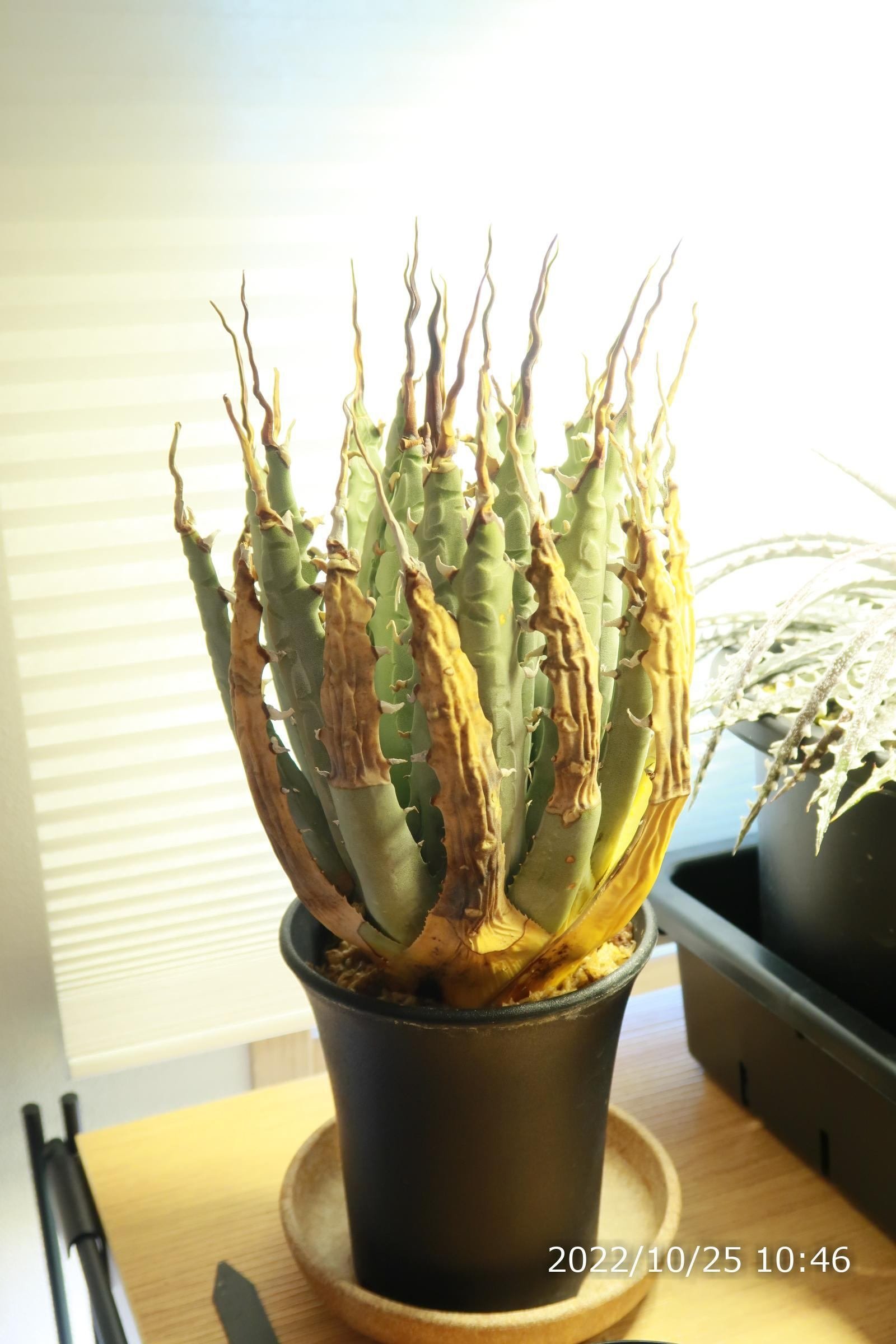 アガベ ユタエンシスエボリスピナの発根管理~成長記録|植物 アガベ ユタエンシスエボリスピナの発根管理~成長記録|植物
