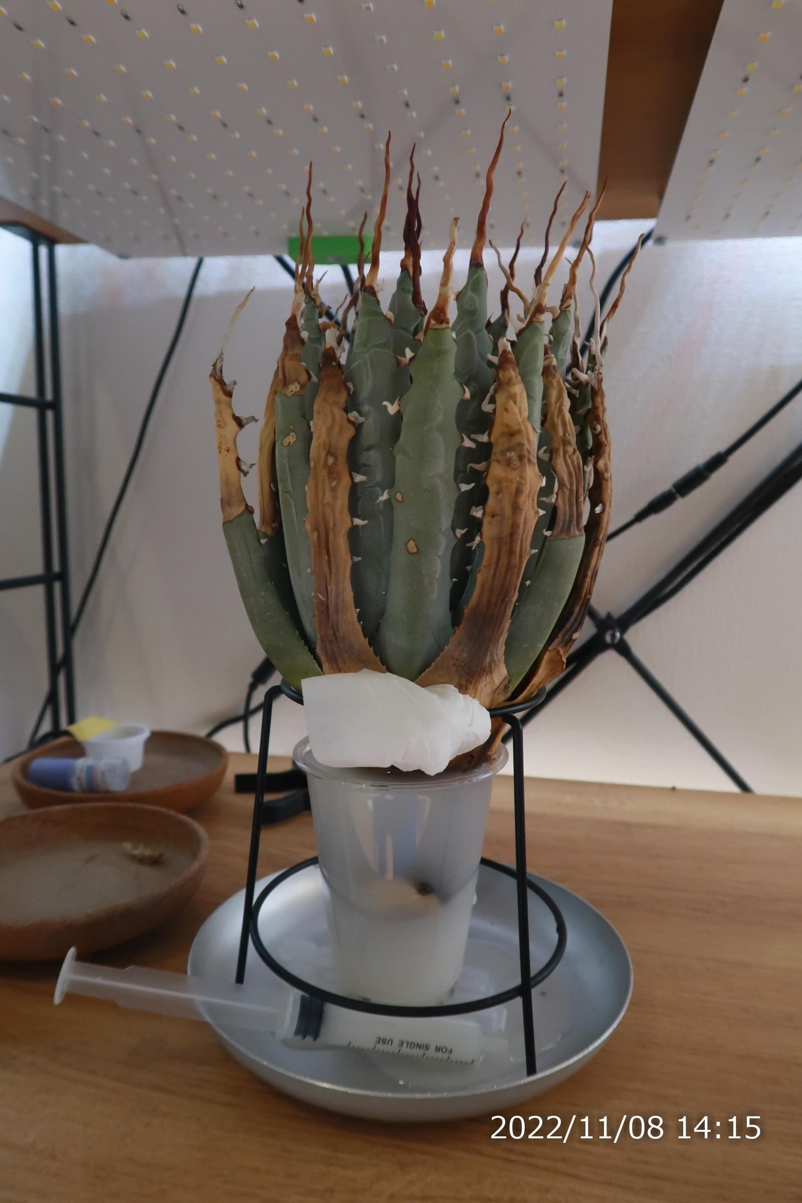 アガベ ユタエンシスエボリスピナの発根管理～成長記録｜植物