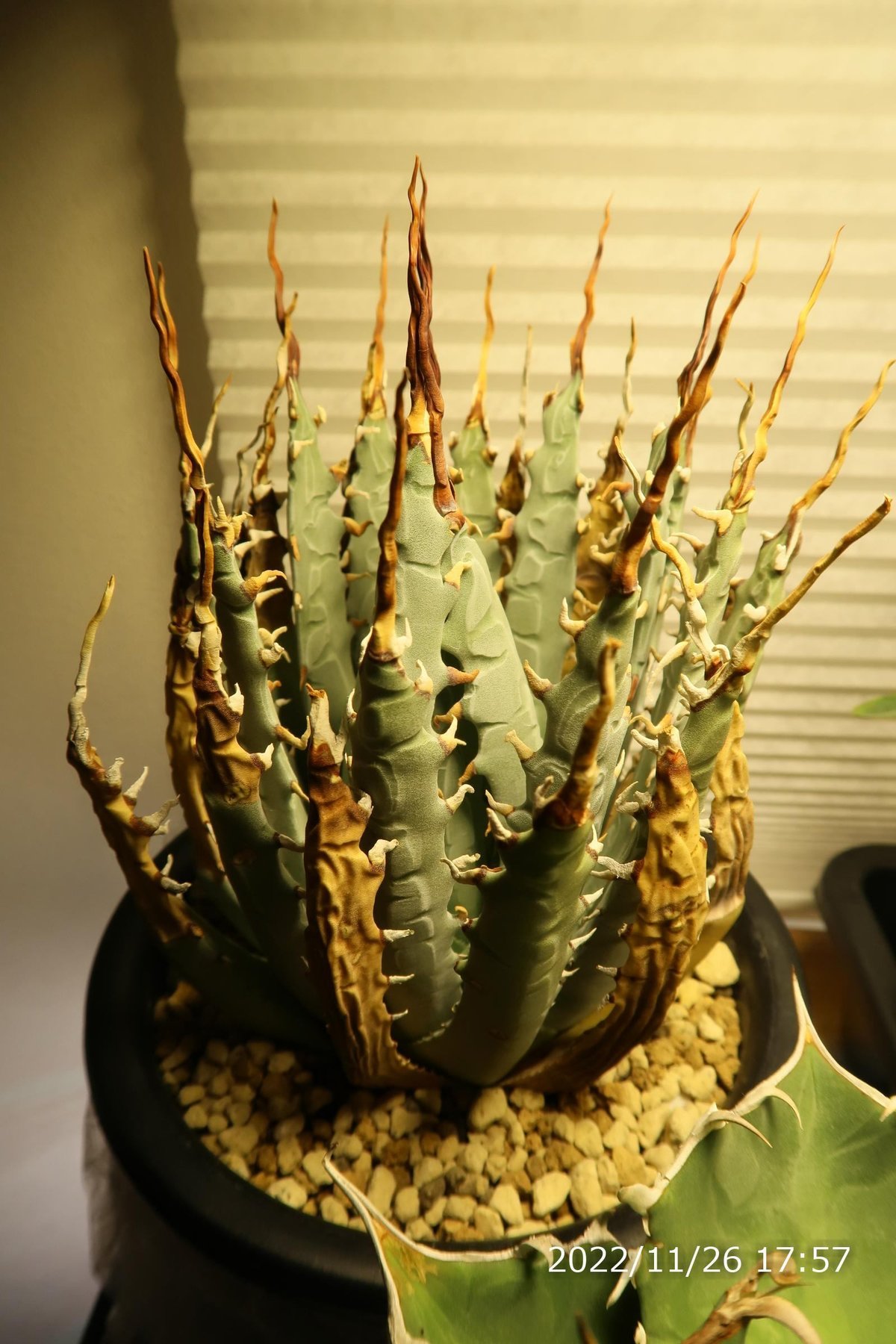 アガベユタエンシスエボリスピナ特大 発根済原地球｜観葉植物 