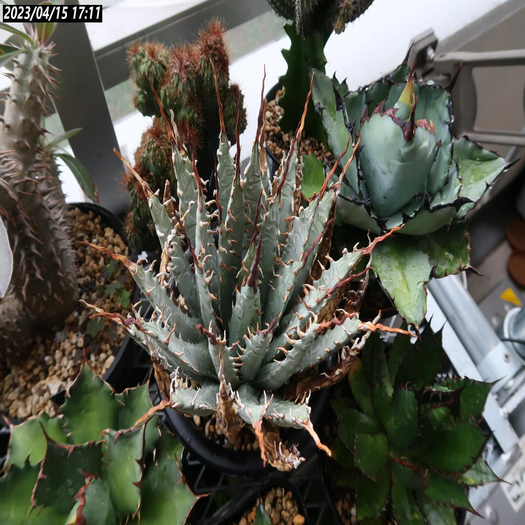 アガベ ユタエンシスエボリスピナの発根管理～成長記録｜植物星人NobPlants