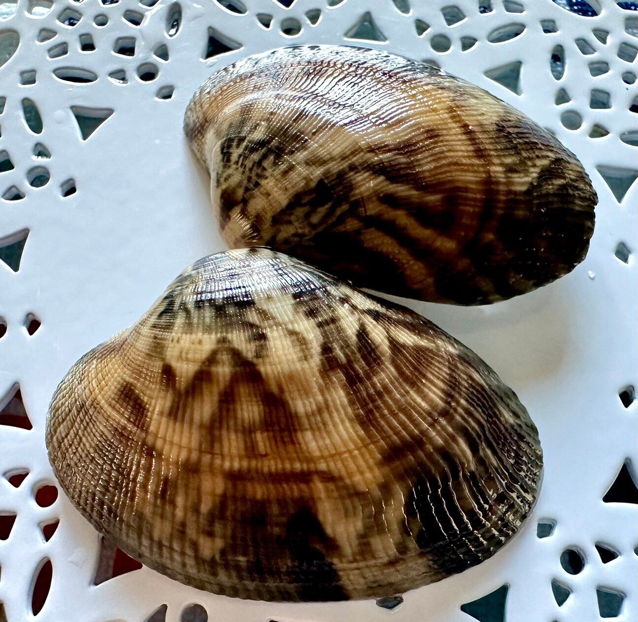 あさりの値段｜あさりの魅力研究家/朝理多サリア