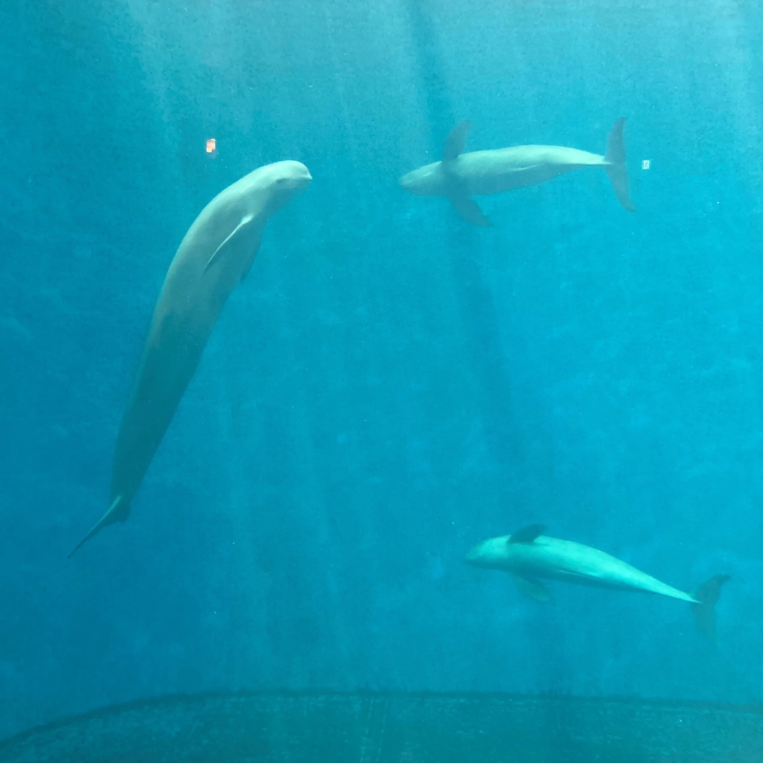 鳥羽水族館に行ってみた｜sasa