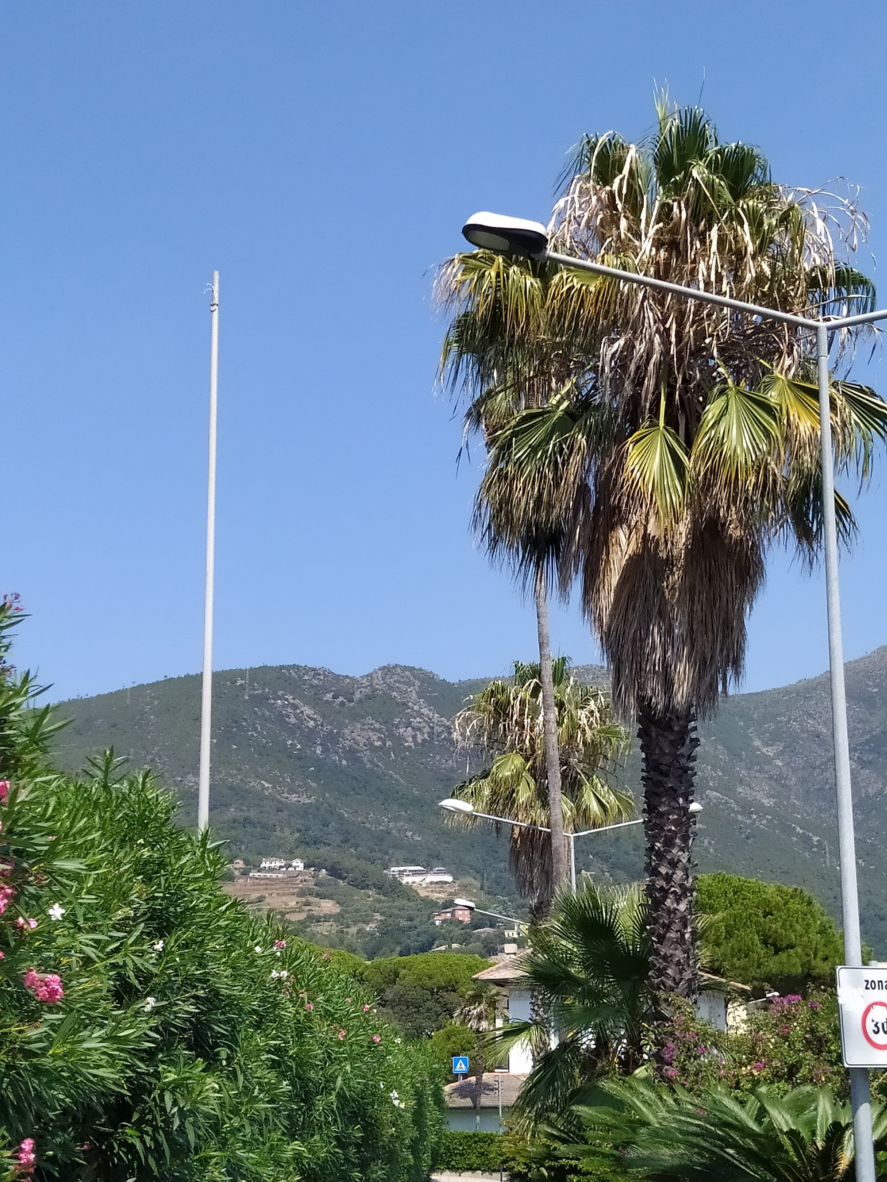 椰子の木と山｜Jacqueline