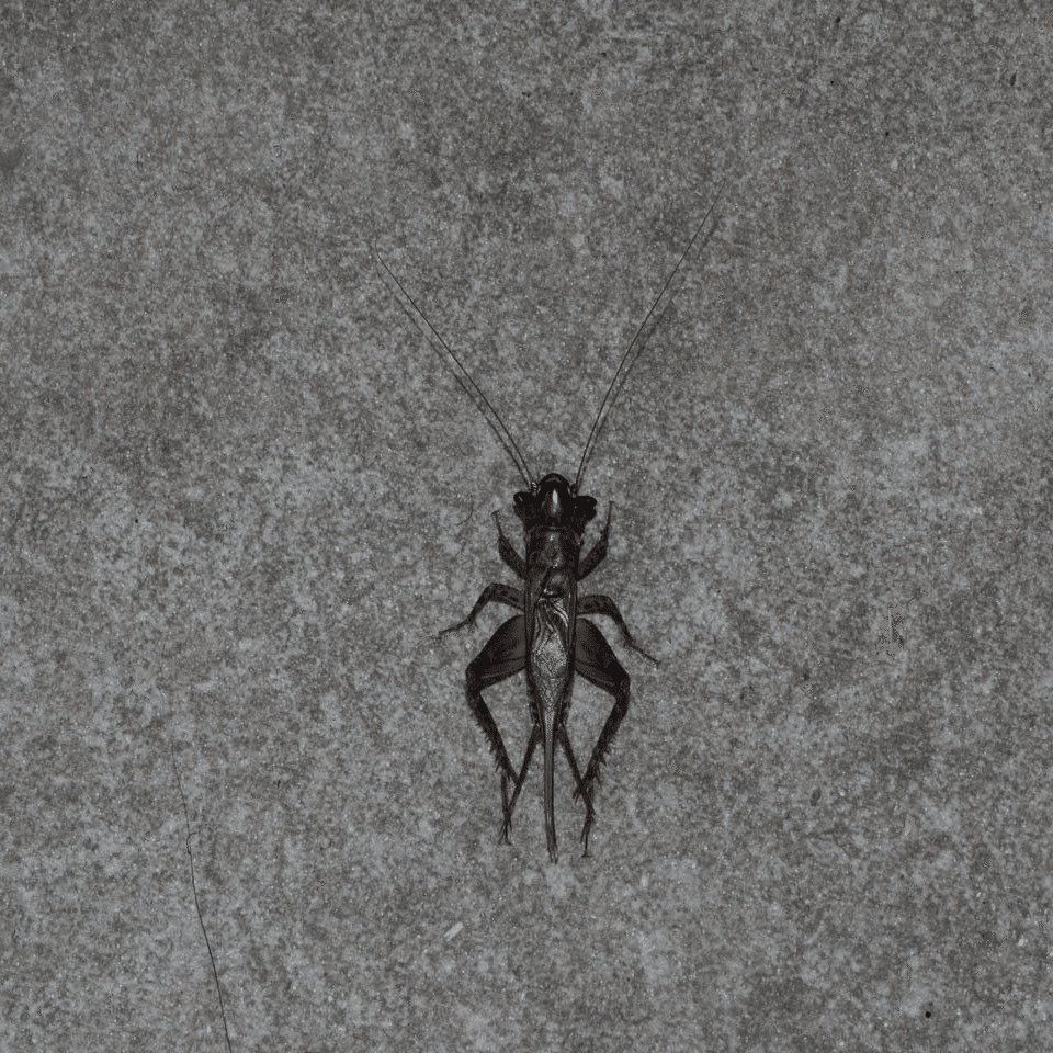 虫嫌いを克服させる千本ノック 63本目 ミツカドコオロギ（三角蟋蟀）の