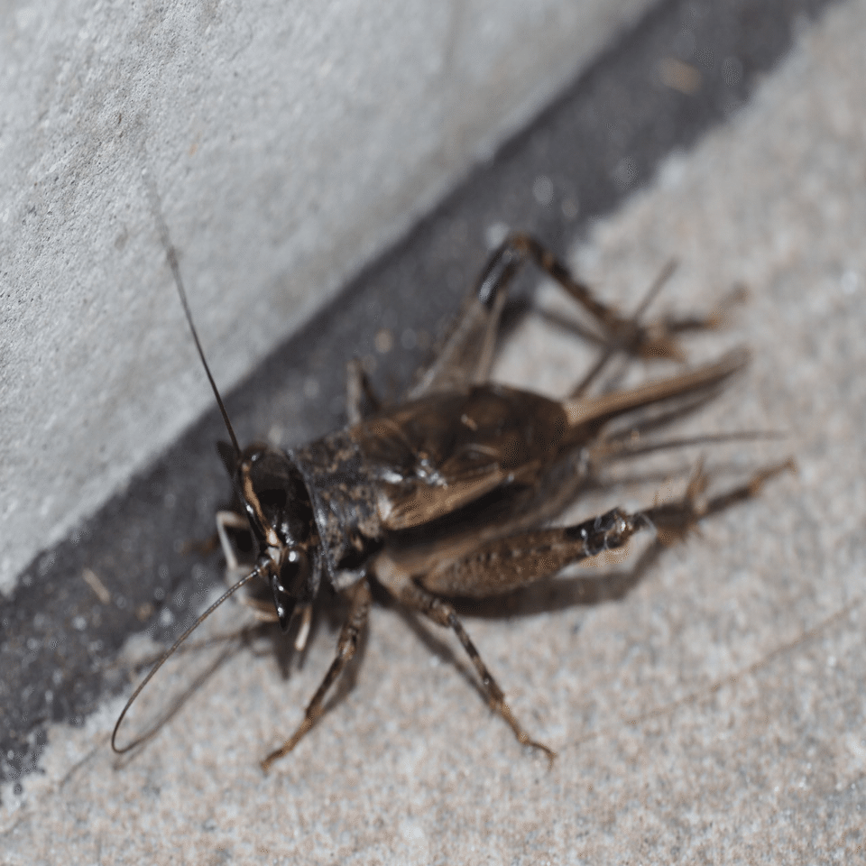 虫嫌いを克服させる千本ノック 63本目 ミツカドコオロギ（三角蟋蟀）の