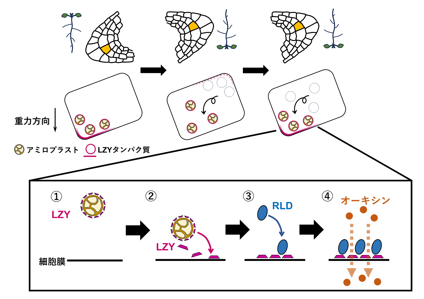 Paper】植物が重力方向を感知する仕組みを解明 Nishimura