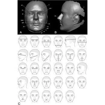 顔の男女差(性的二形性)~2016年論文要約~|顔と身体の歪み矯正院/粟津 優