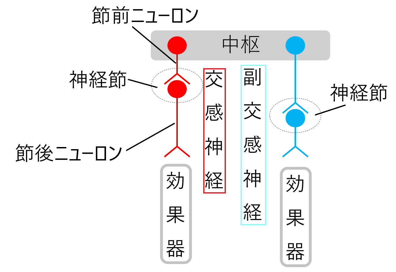 高校生物基礎】第15講「自律神経はどのような働きをもつのか