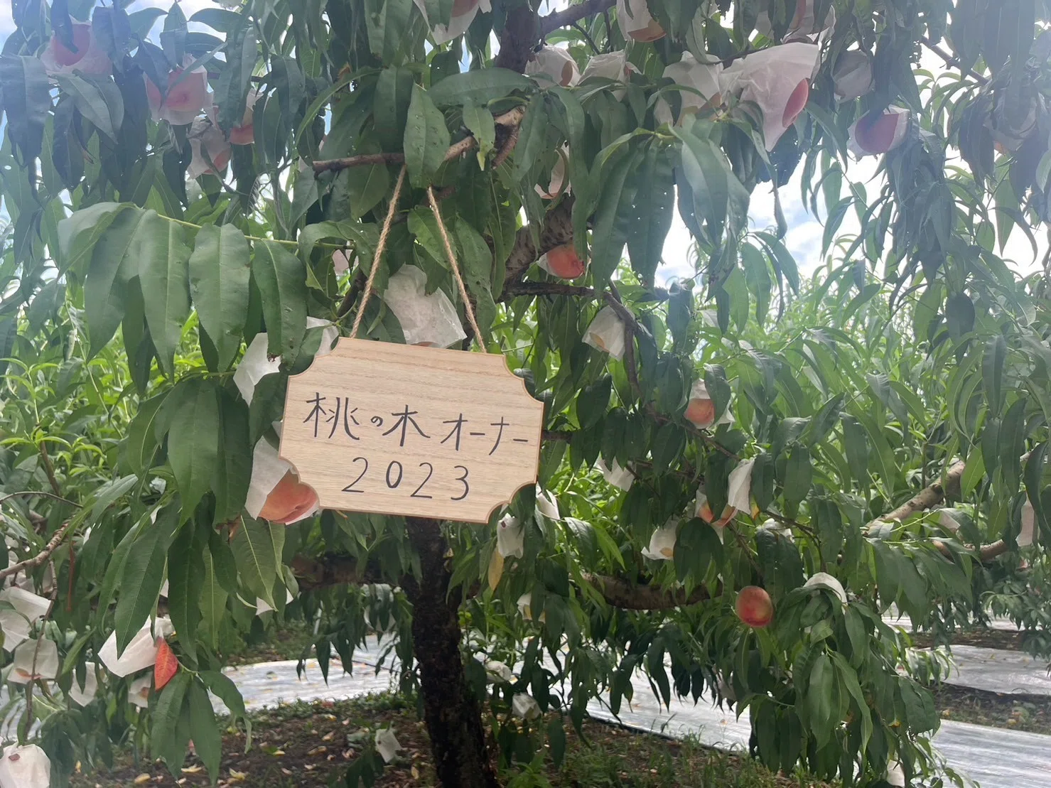 レポート】「桃の木オーナー収穫体験会」｜クニミノマド オーナー制度