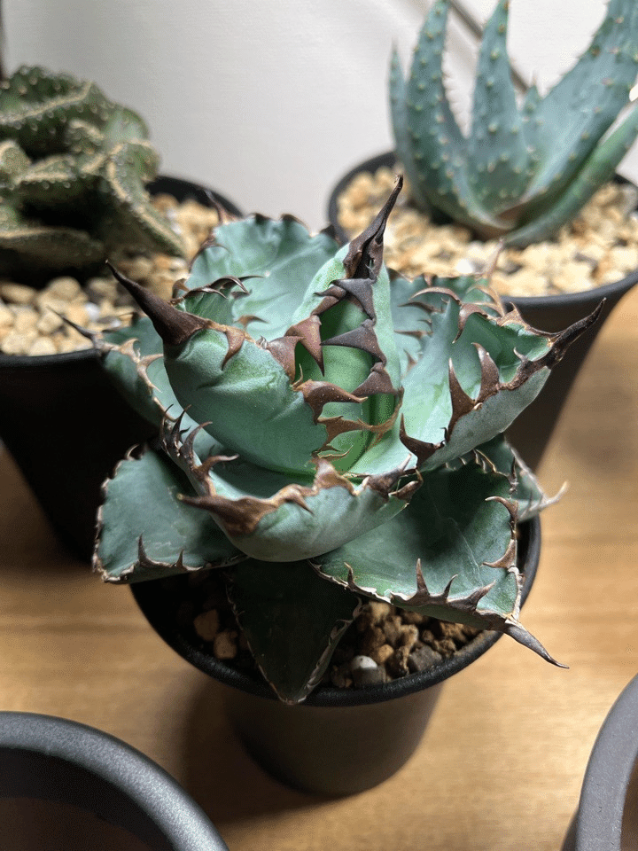 2022/4月～継続中】アガベ BB ブラックアンドブルーの成長記録