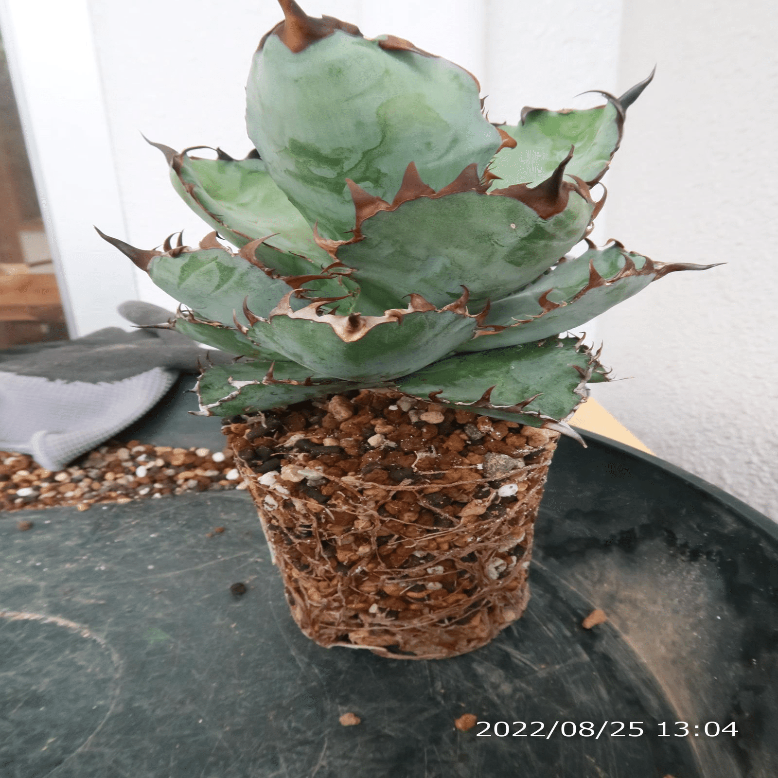 2022/4月～継続中】アガベ BB ブラックアンドブルーの成長記録 ｜植物