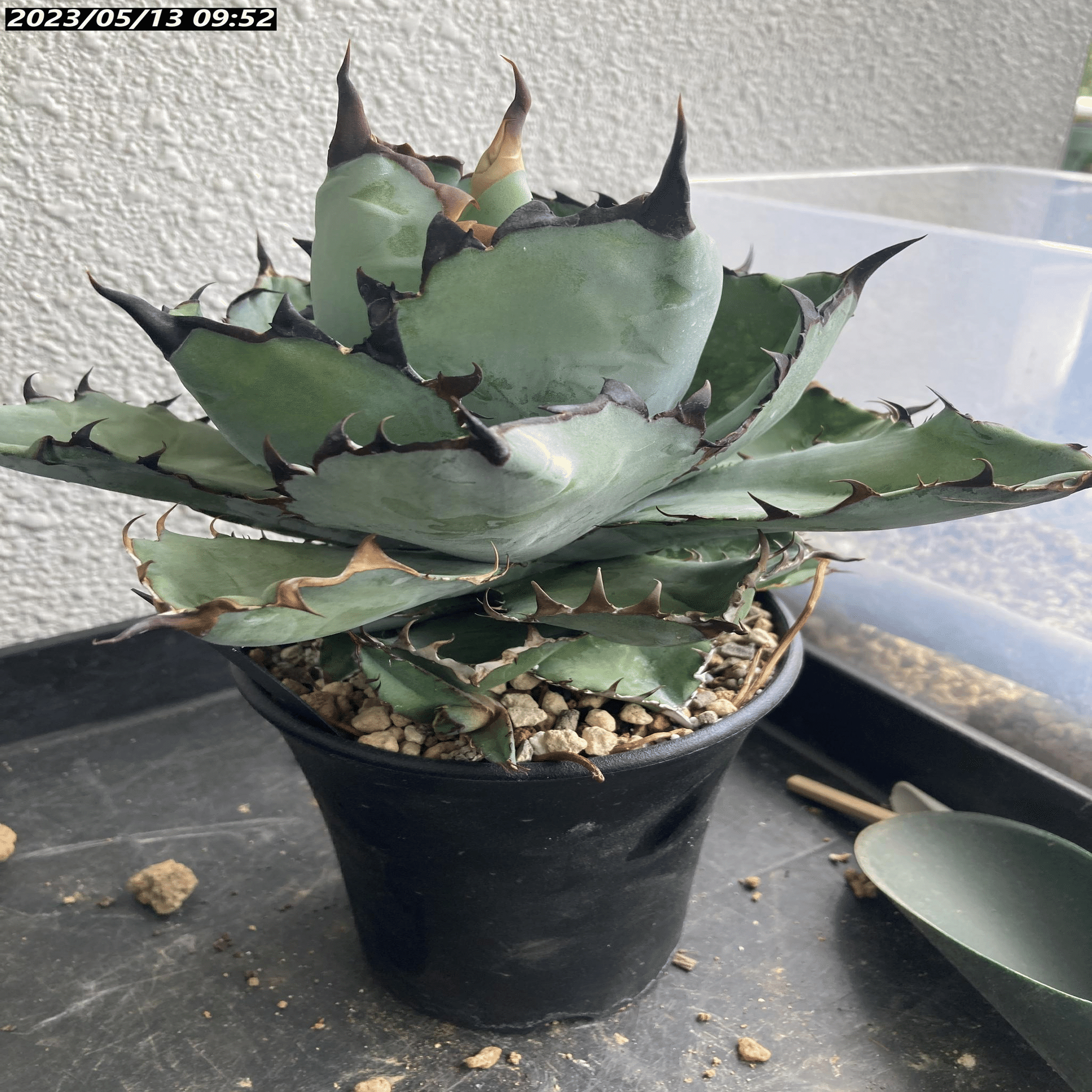 2022/4月～継続中】アガベ BB ブラックアンドブルーの成長記録 ｜植物