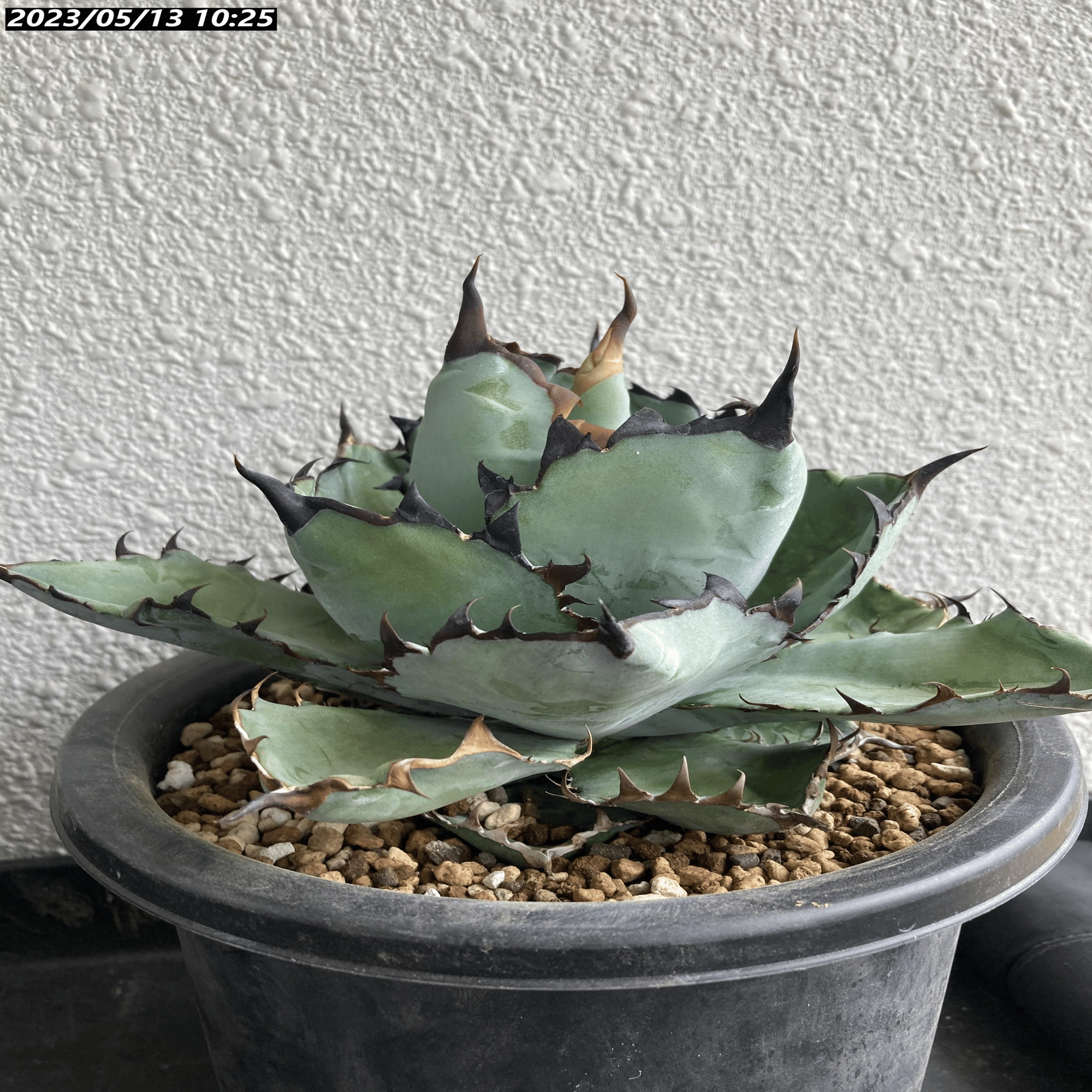 2022/4月～継続中】アガベ BB ブラックアンドブルーの成長記録 ｜植物