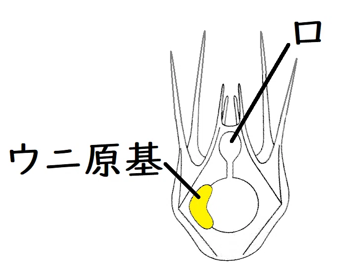 【高校生物】発生①「ウニの発生はどのように進行するのか?」|矢口はっぴー