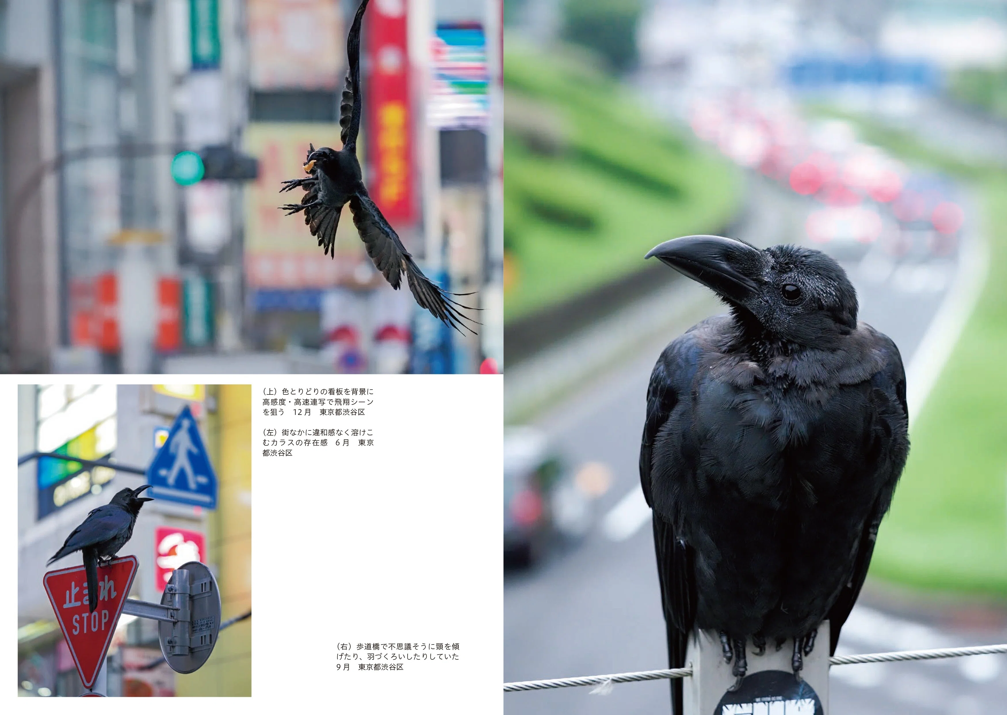 カラスの魅力をまるっと、とことん深掘りした一冊｜ブンイチ（文一総合