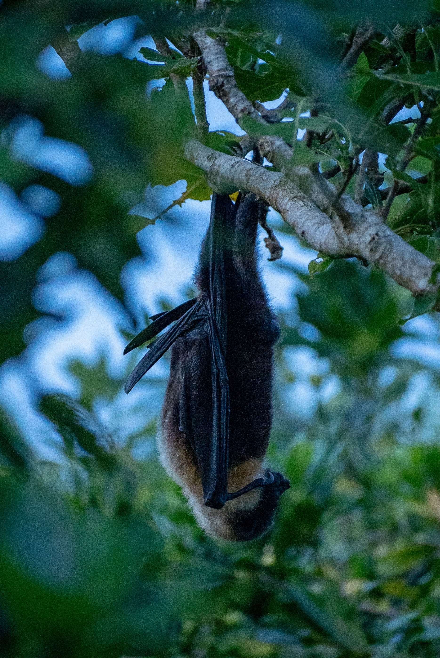 016 夕暮れの島 目覚めるコウモリ｜ゆくる小浜島|星野リゾート