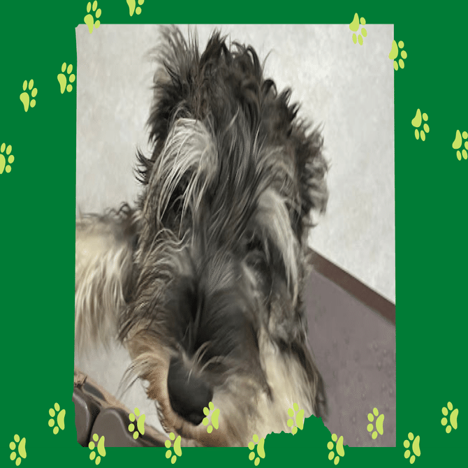 みんなの幸せに向かって前向きに【#コジマ仕事図鑑 Vol.20 こいぬのほ