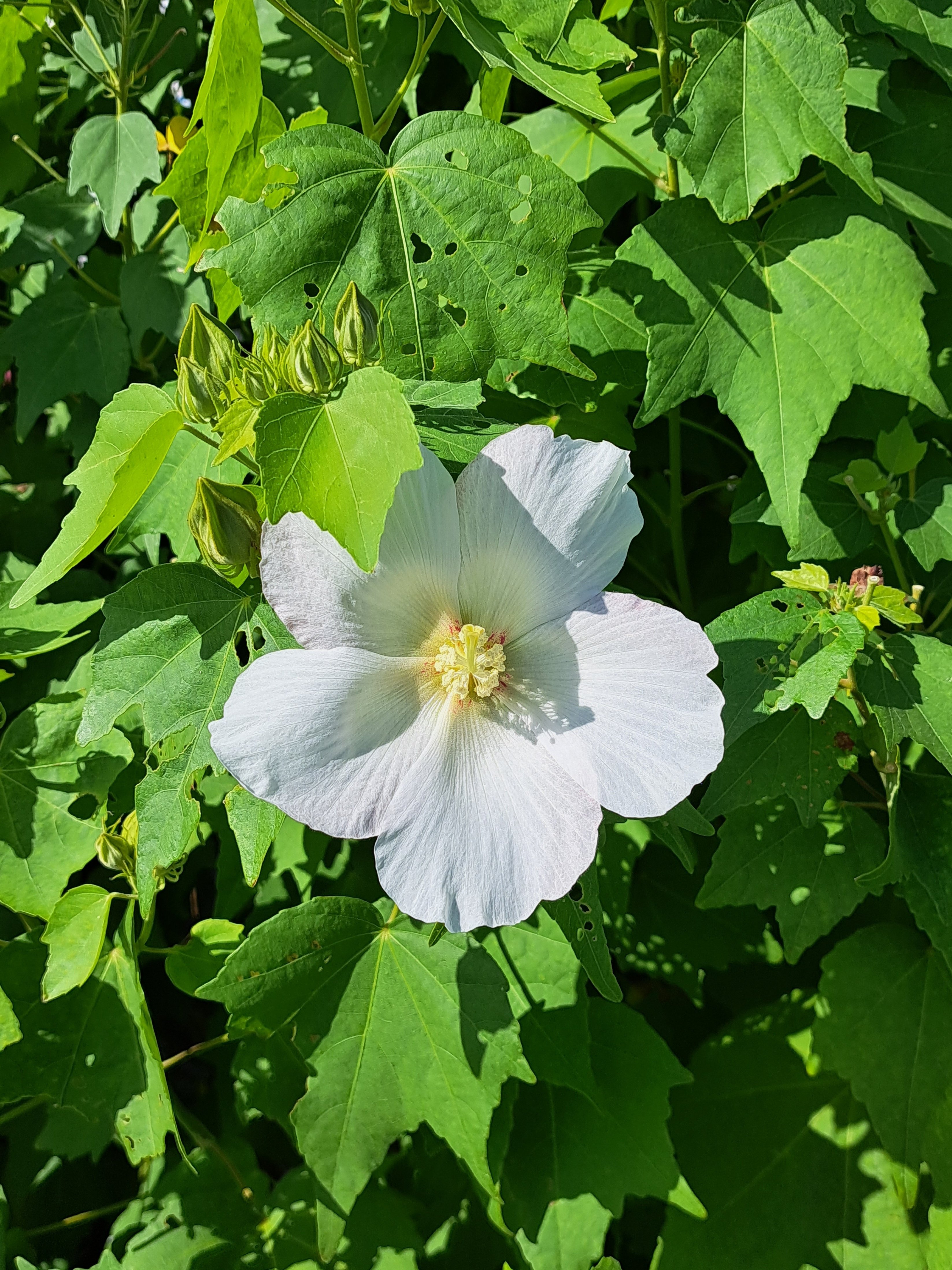 芙蓉と酔芙蓉｜光守氏天貴（ひがしあき)