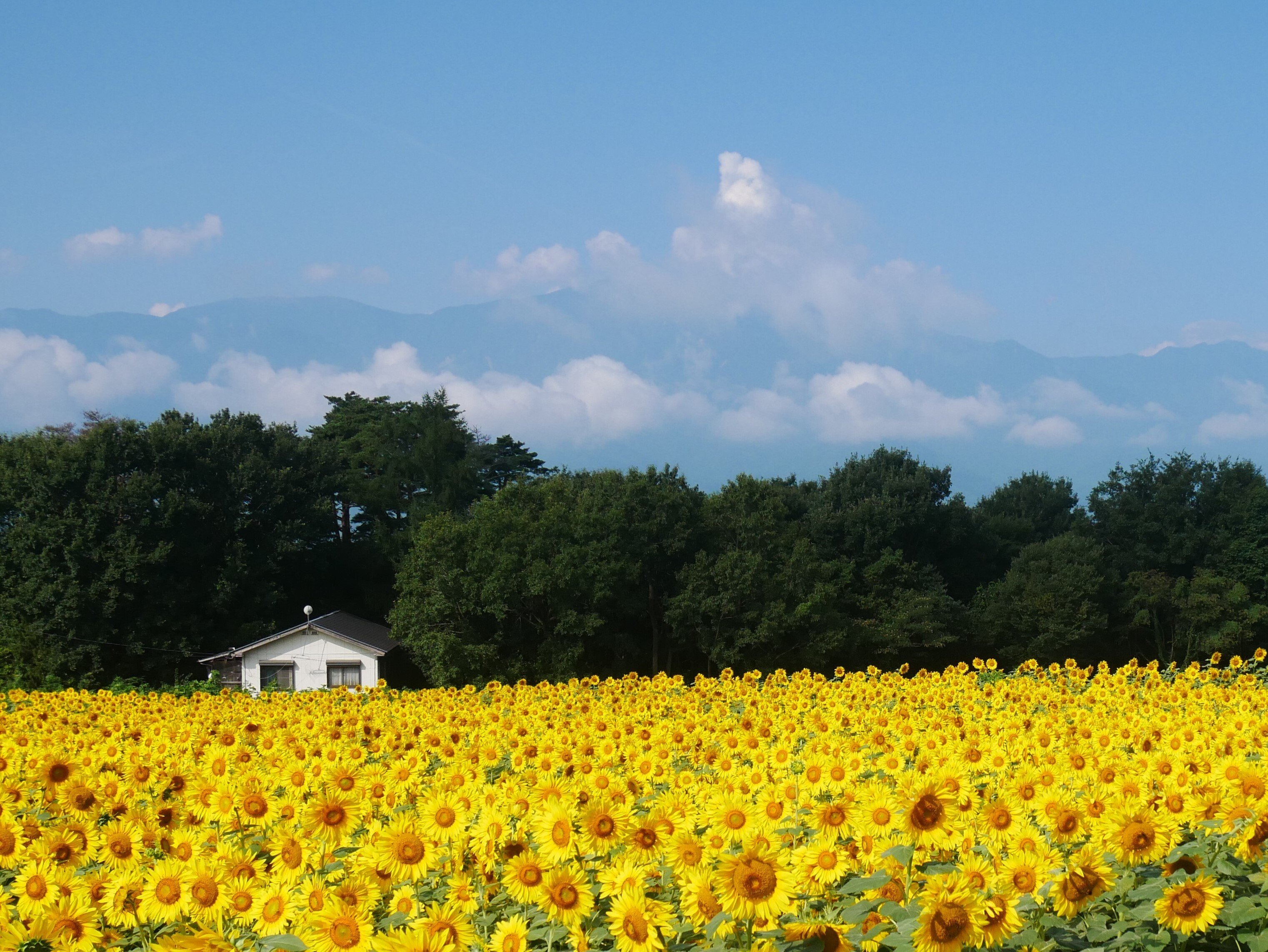 WEB限定カラー 296 明野サンフラワーフェスを訪ねて 避暑地のひまわり畑・山梨 トートバッグ