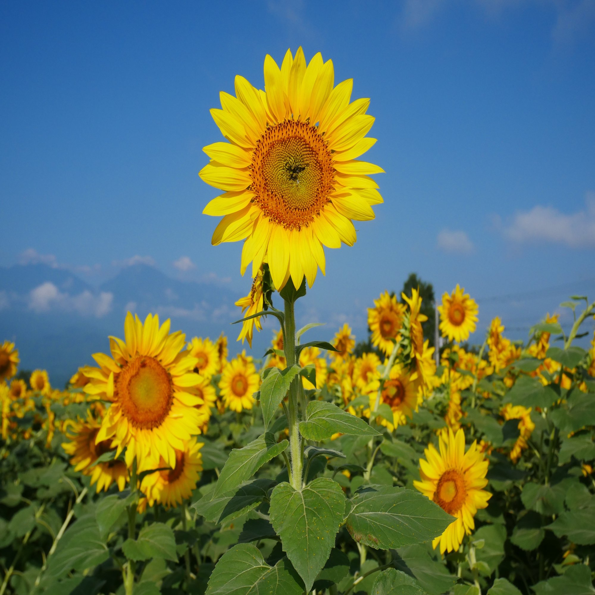 296 避暑地のひまわり畑・山梨 明野サンフラワーフェスを訪ねて｜ミヤコカエデ（Miyako Kaede) HERO ARTS クリア STMP ひまわり畑