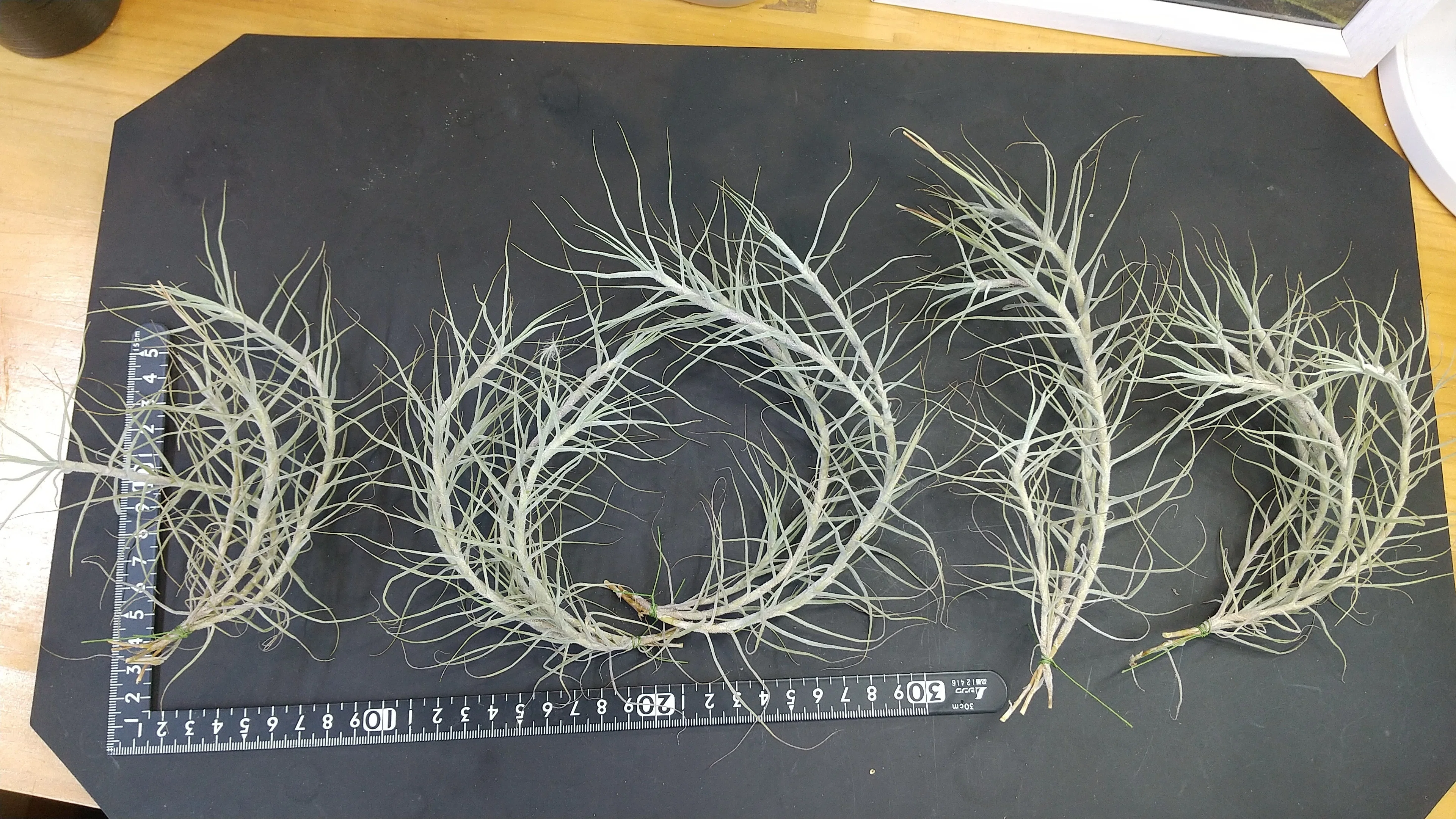 チランジア入荷リスト8/15｜NatureGarden🌿神田