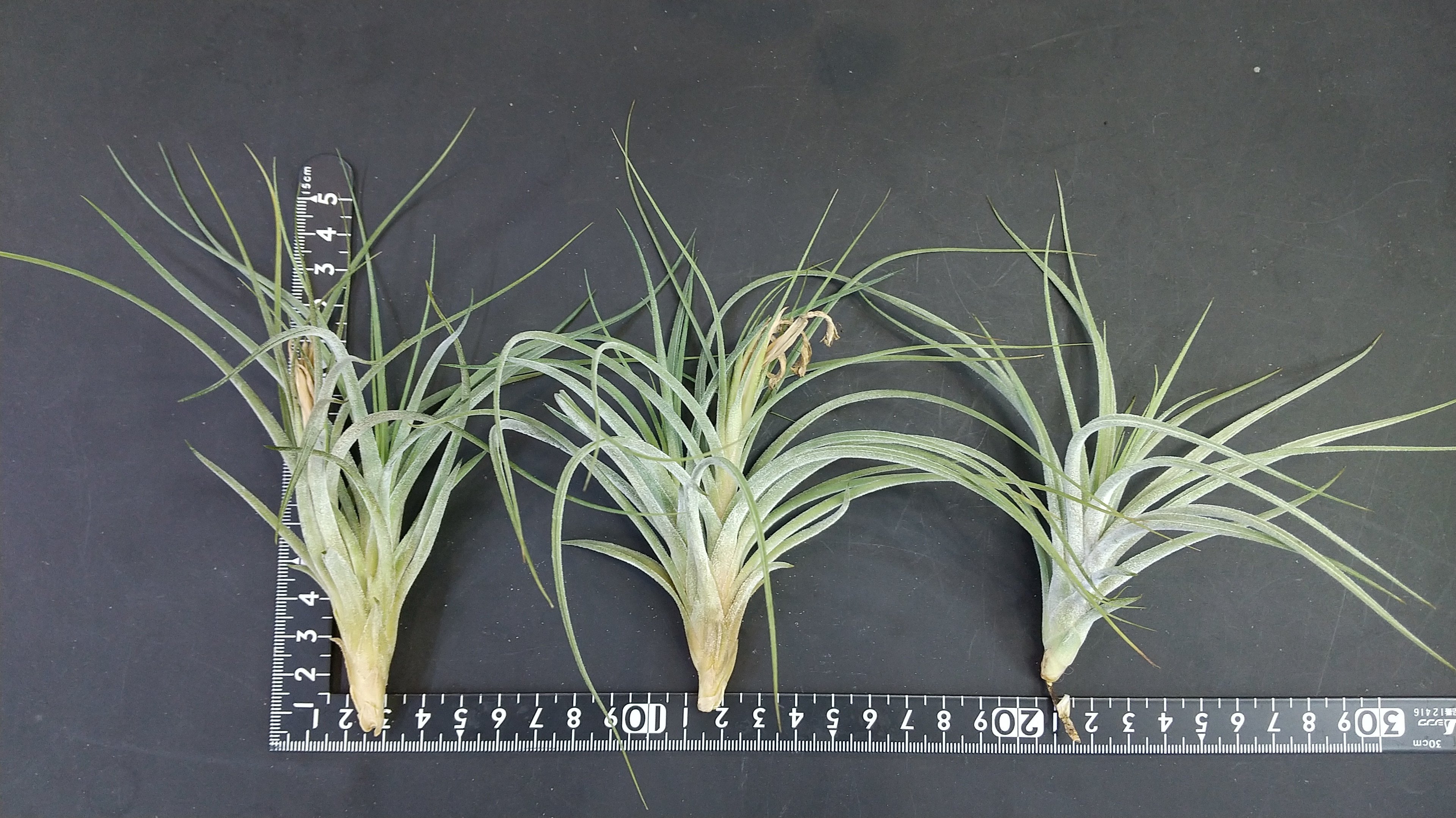 【Shiro】ティランジア レクタングラ+カピラリス Shiro様専用】ティランジア レクタングラ+カピラリス