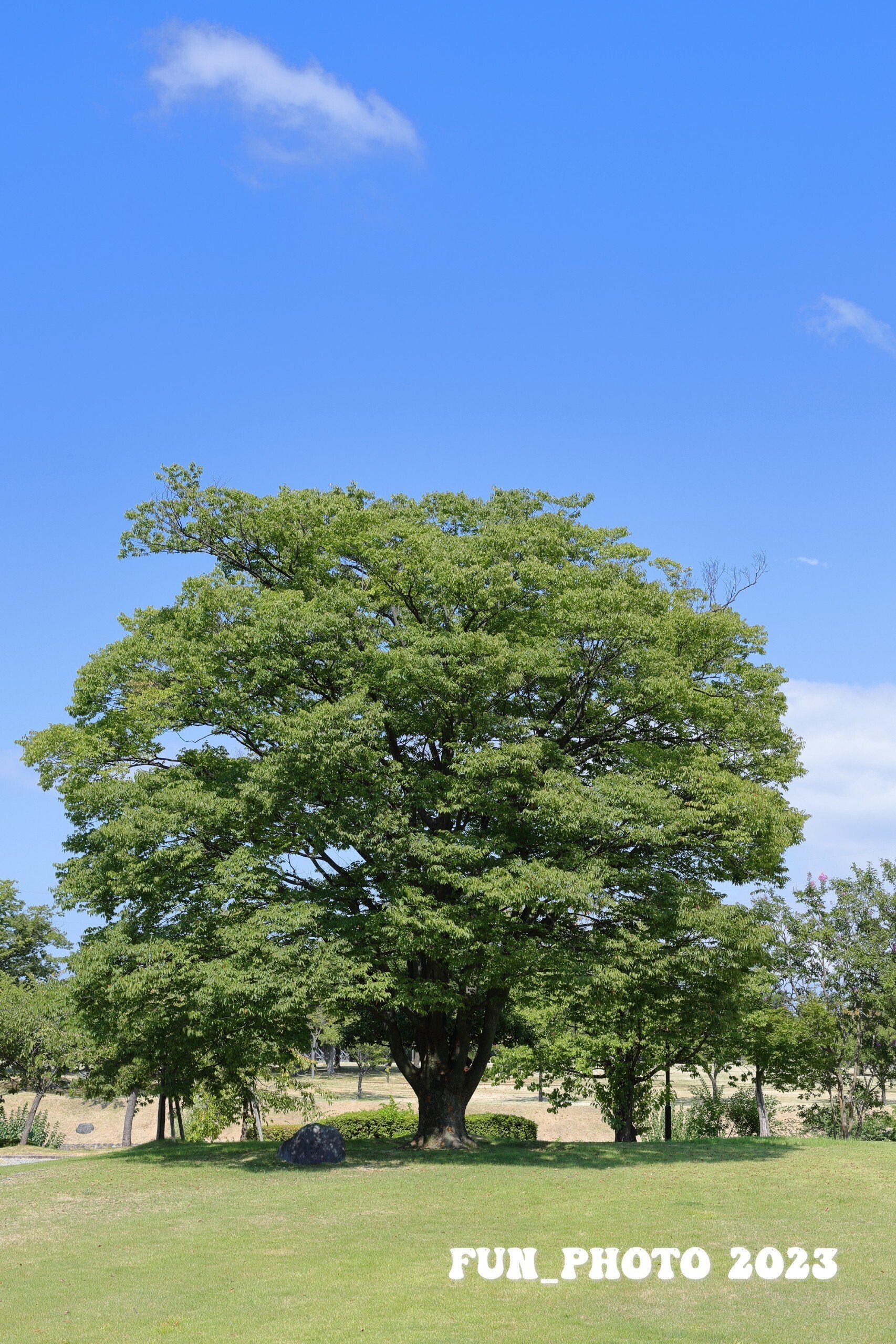 ❣ボケ味を活かした撮影に❣Canon EF 50mm Ⅱ❣美しい描写力❣美品❣ 懐古的な EF50mm F1.4 USMとR6MarkⅡ｜fun_photo