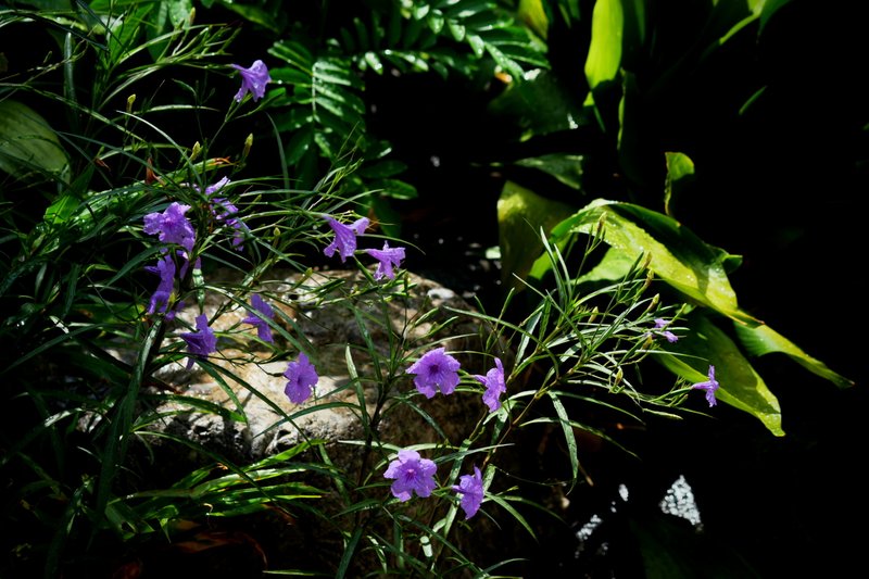 我が家の玄関脇に毎朝ヤナギバルイラソウが可憐な紫の花を咲かせている。早朝咲いていても昼前にはポトリと落ちてしまうが、翌朝新しい花がまた咲く。