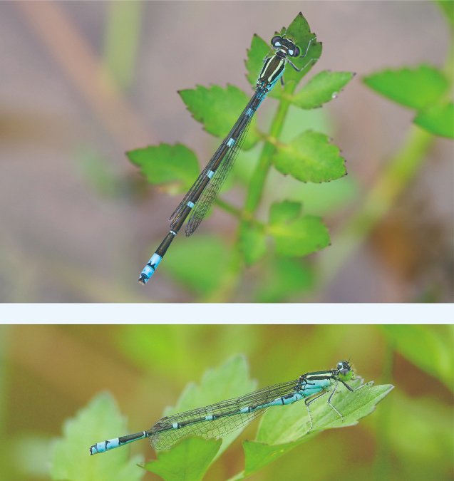 プロに教わる、トンボが逃げない近づきかた ｜ヤマケイの本