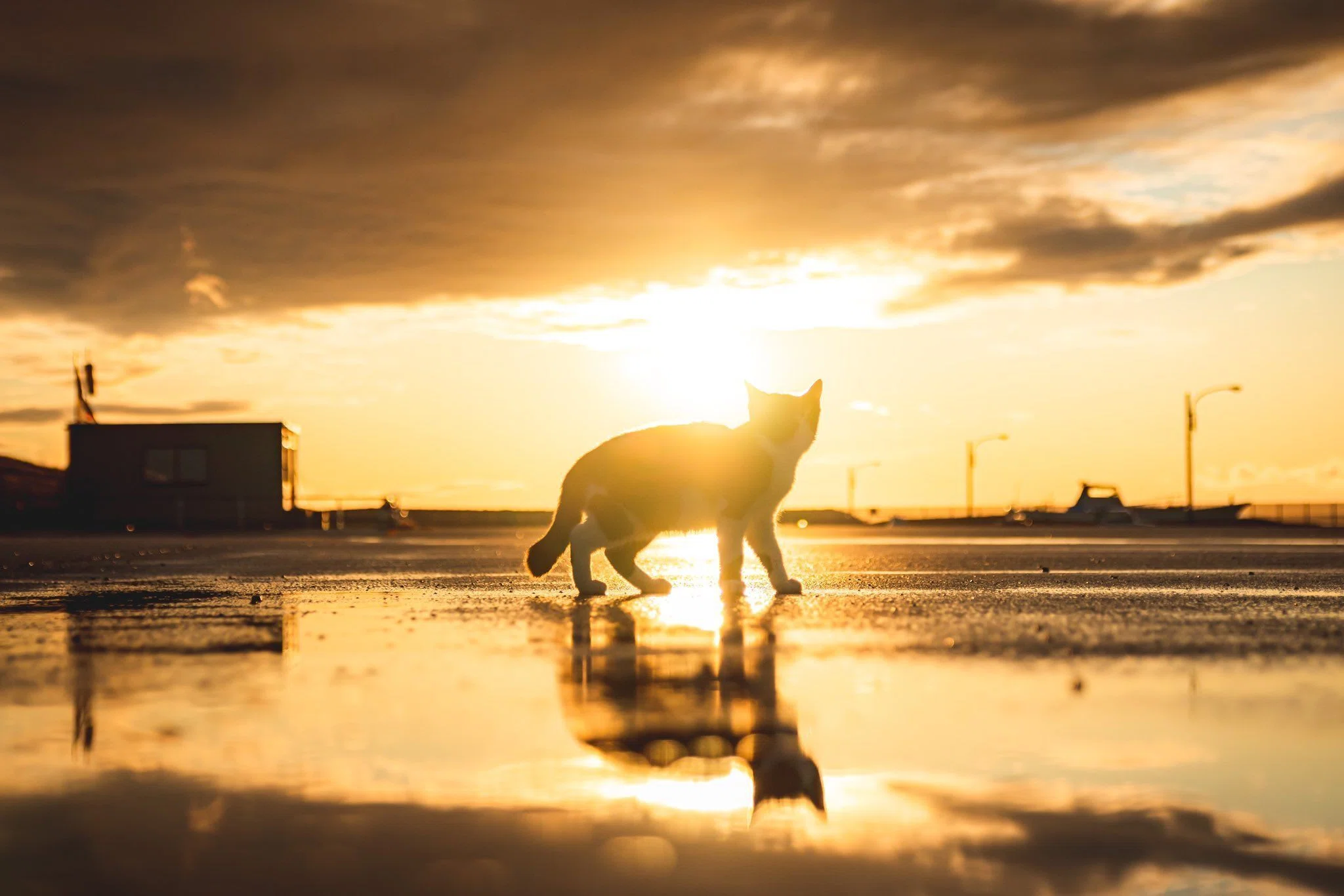 猫のシルエットアート 夕日 まるで猫神様】雨上がりの海岸で夕日に染まる猫のシルエットが美しい
