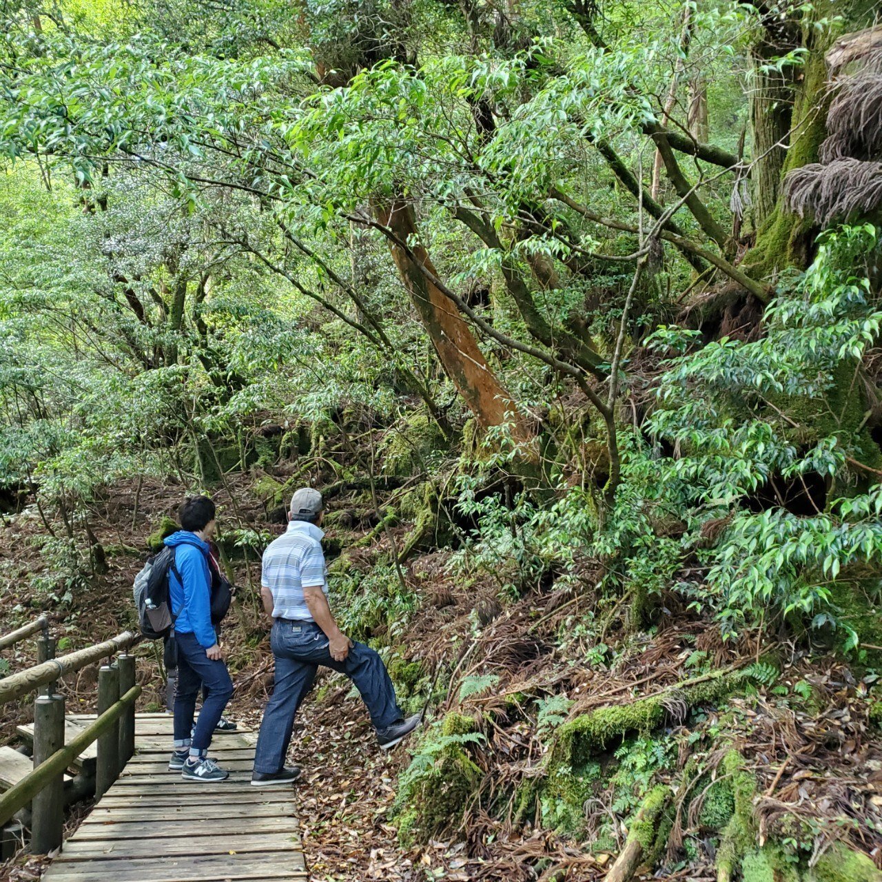 世界遺産屋久杉 芝実作 天然木オブジェくりぬき壺 屋久島 和 美木目 土 