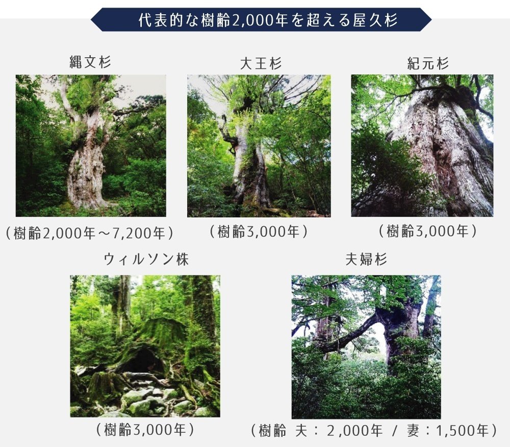 屋久杉精油の価値と魅力】世界遺産「屋久島」の太古の森の香り 屋久杉精油の価値と魅力】世界遺産「屋久島」の太古の森の香り