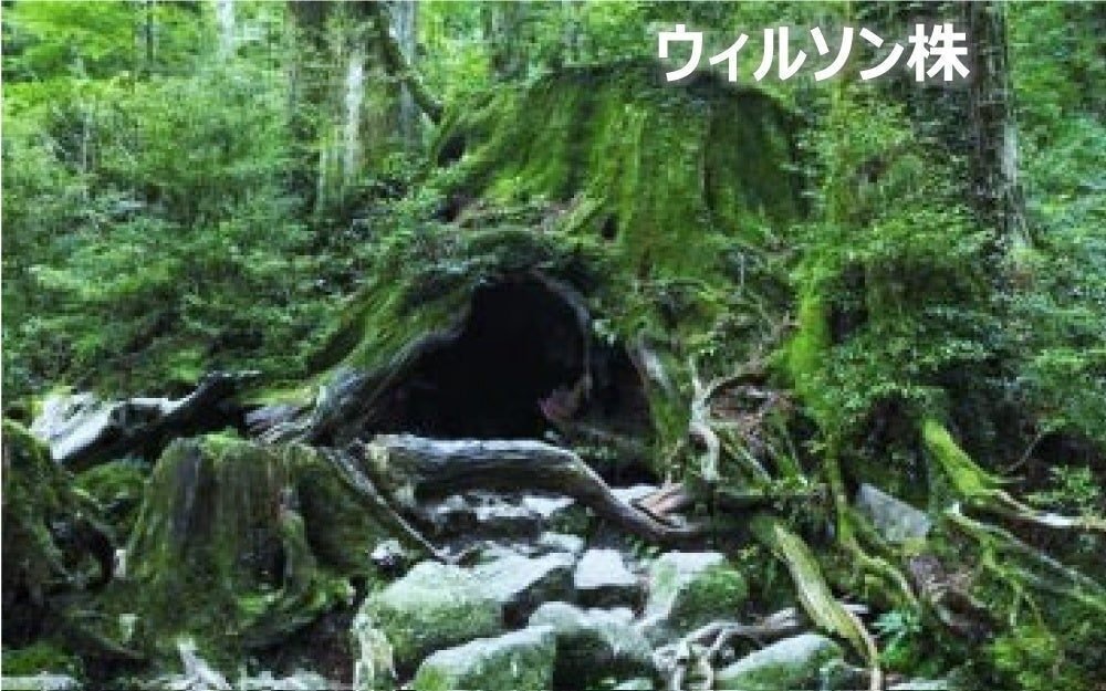 屋久杉精油の価値と魅力】世界遺産「屋久島」の太古の森の香り 屋久杉精油の価値と魅力】世界遺産「屋久島」の太古の森の香り