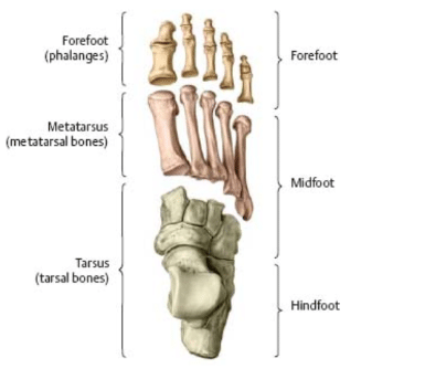 足と足首の手術Surgery of the foot and ankle 2冊