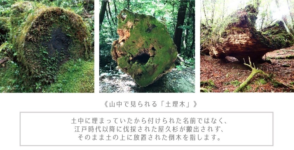 世界遺産屋久杉 芝実作 天然木オブジェくりぬき壺 屋久島 和 美木目 土埋木